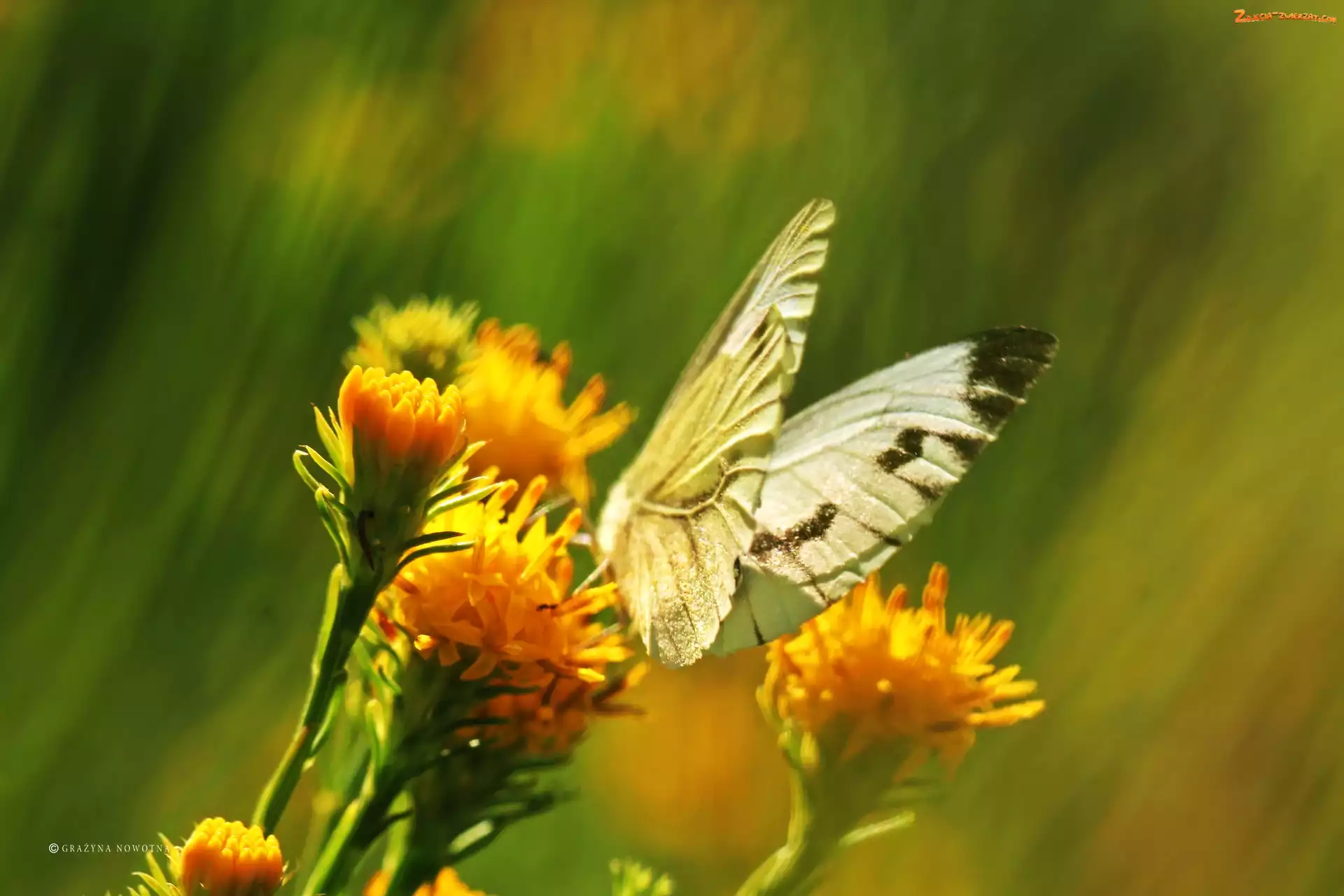 Kwiaty, Żółte, Motyl, Biały, Bielinek