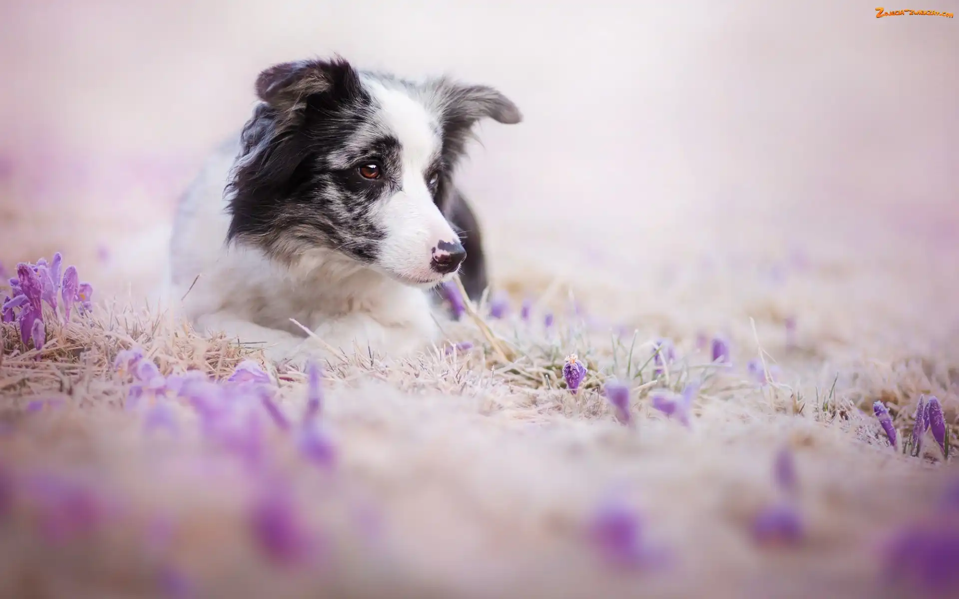 Kwiaty, Pies, Border Collie