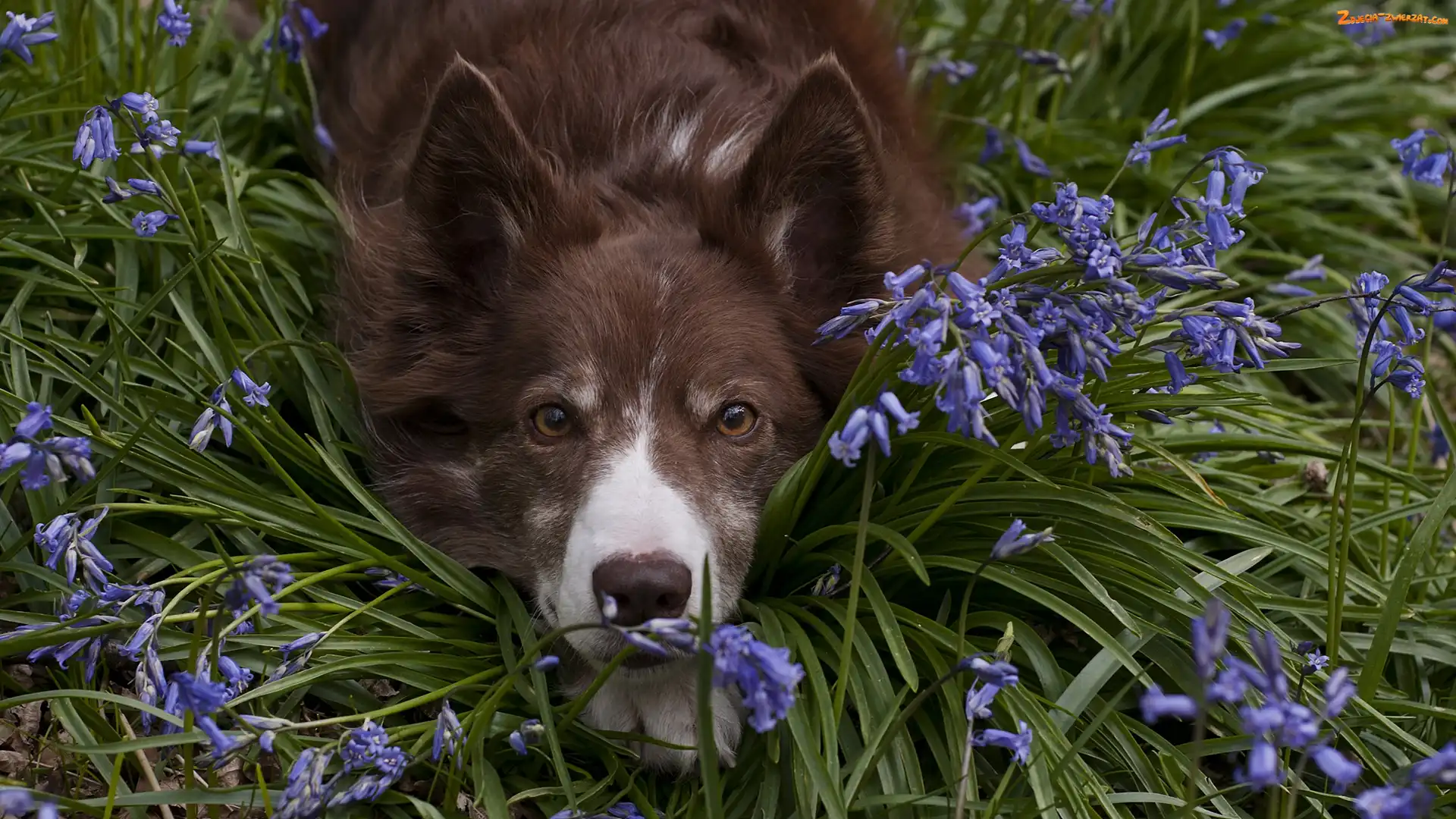 Kwiaty, Mordka, Pies, Leżący, Border collie