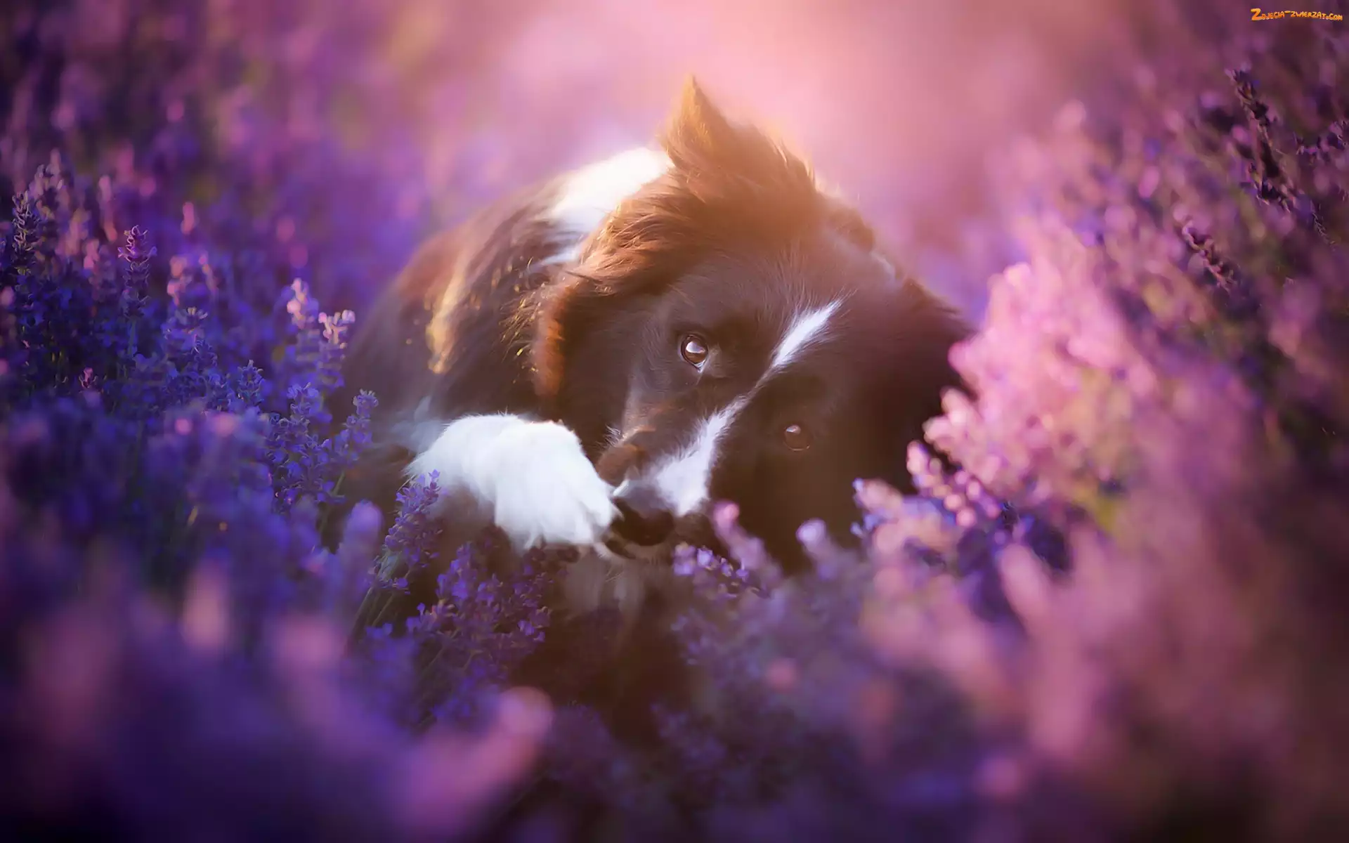 Kwiaty, Wrzos, Pies, Border collie