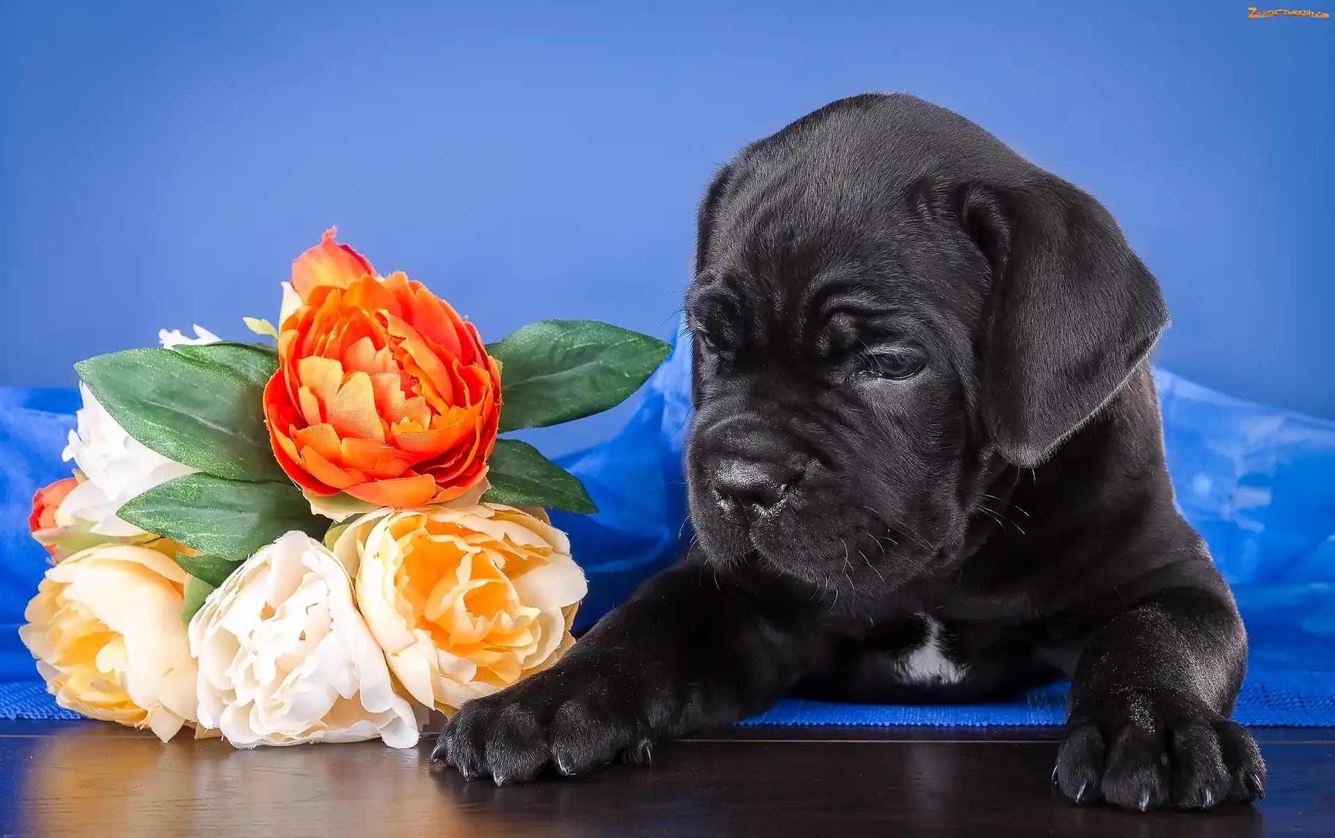 Kwiaty, Szczeniak, Cane Corso