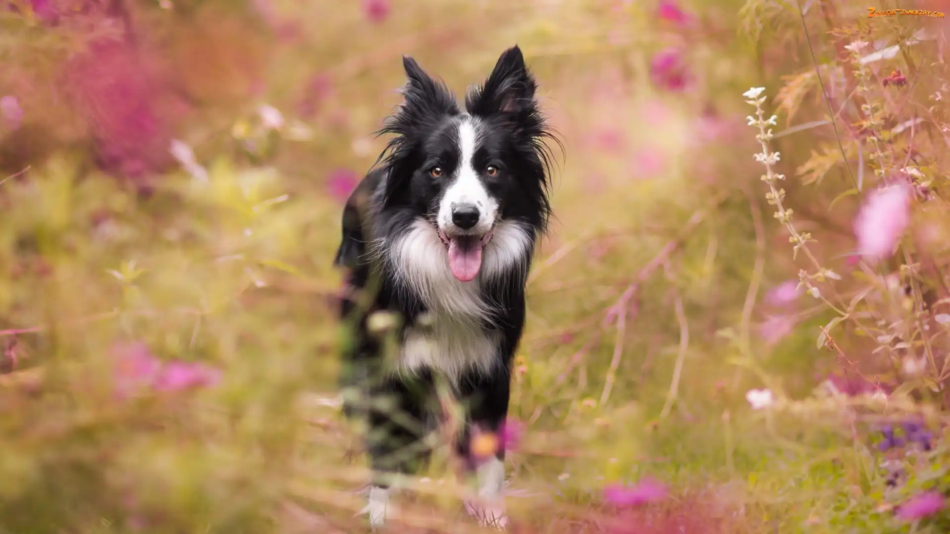 Kwiaty, Border collie, Łąka