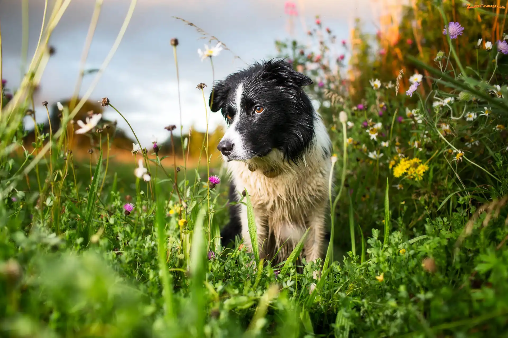 Kwiaty, Border collie, Łąka