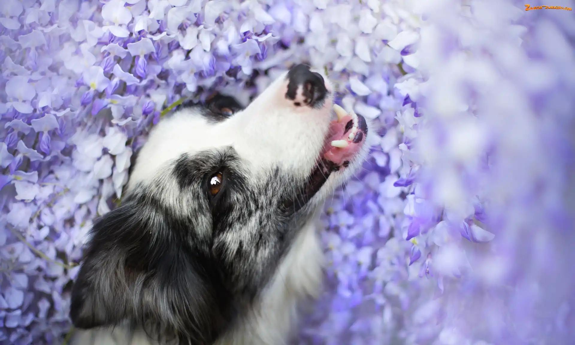 Kwiaty, Border collie, Fioletowe