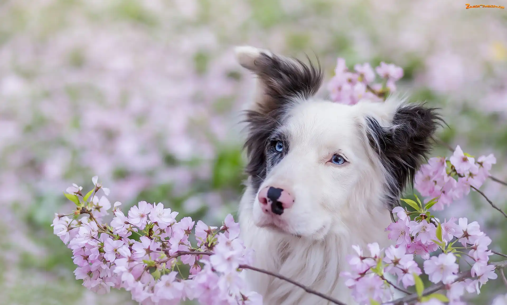 Kwiaty, Border collie, Gałązki