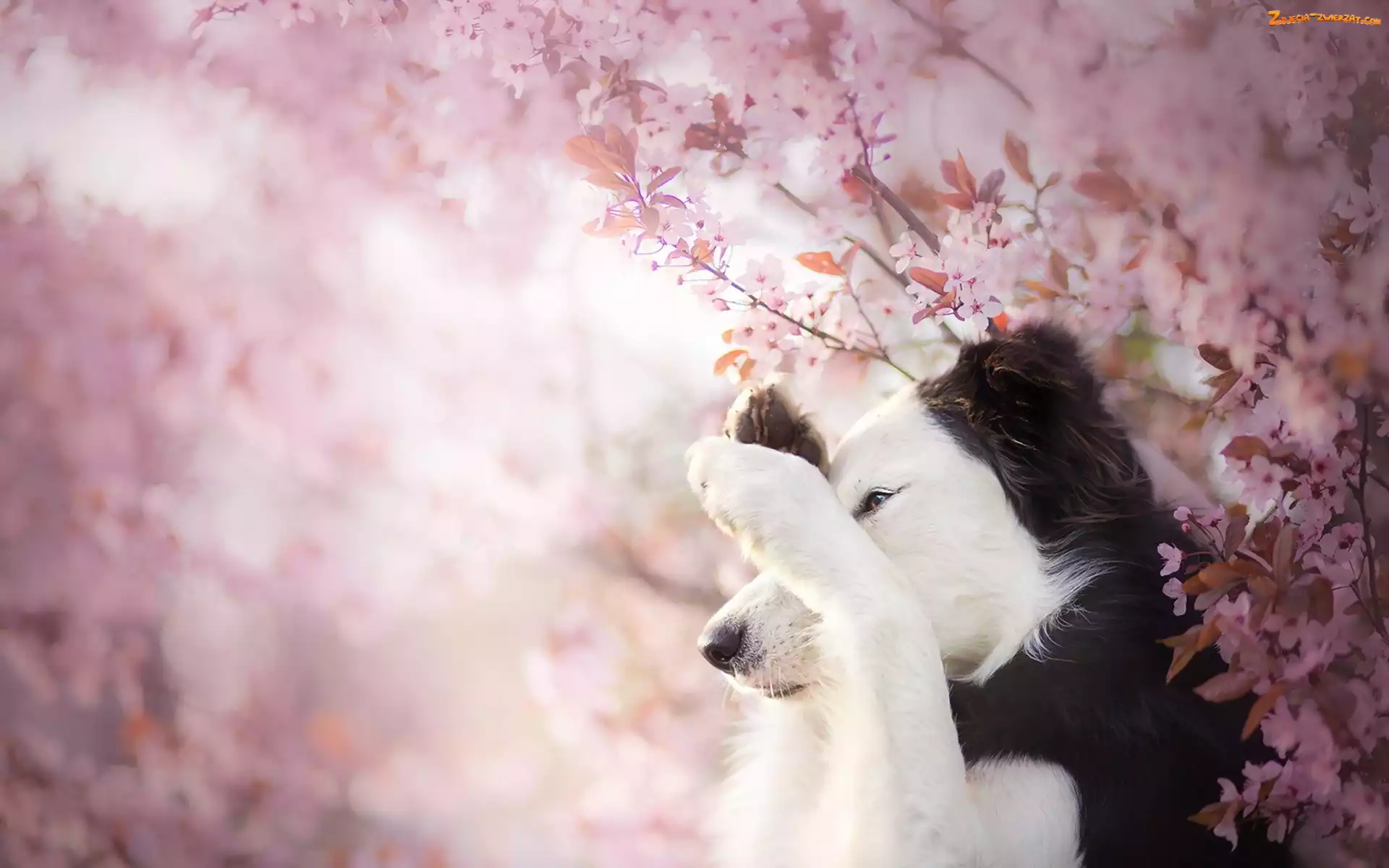 Kwiaty, Border collie, Gałązki