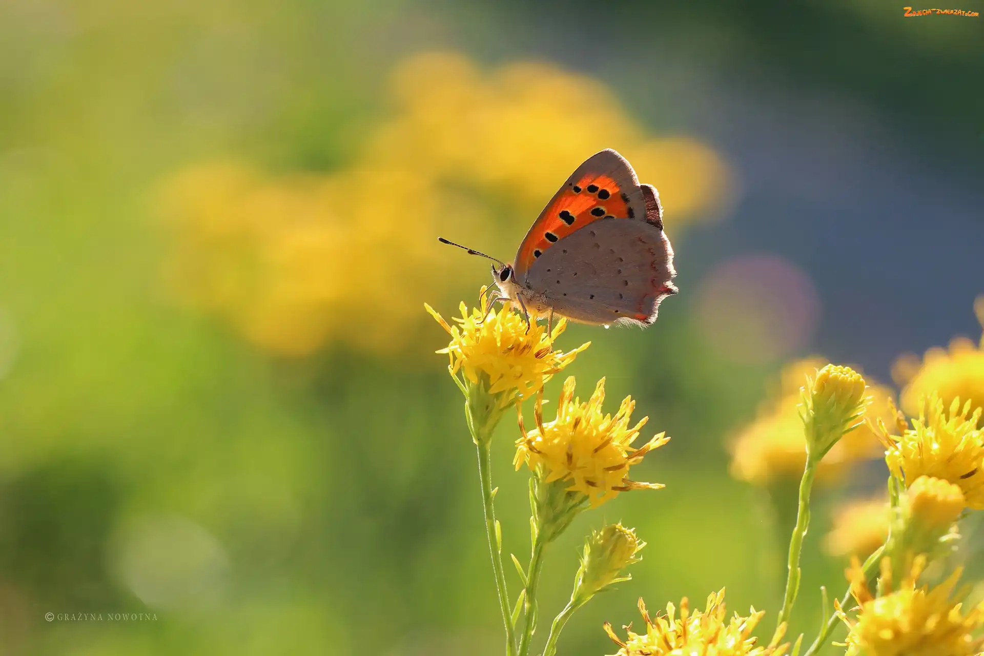 Kwiaty, Żółte, Motyl, Czewończyk, Owad