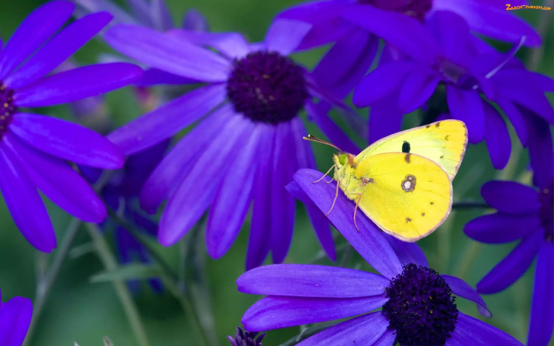 Kwiaty, Motyl, Fioletowe, Żółty