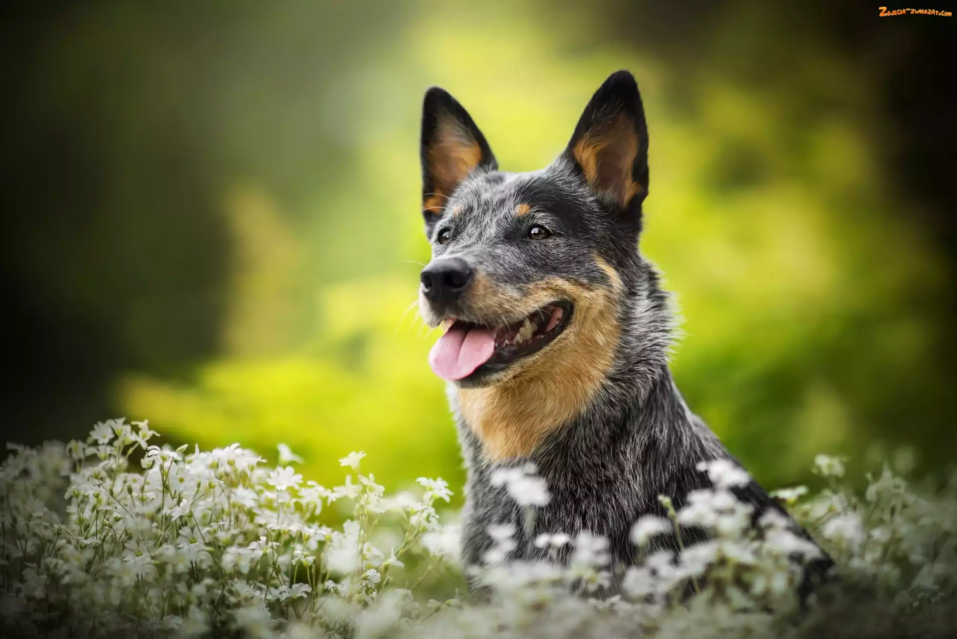 Gwiazdnica, Kwiaty, Australian cattle dog, Pies, Łąka