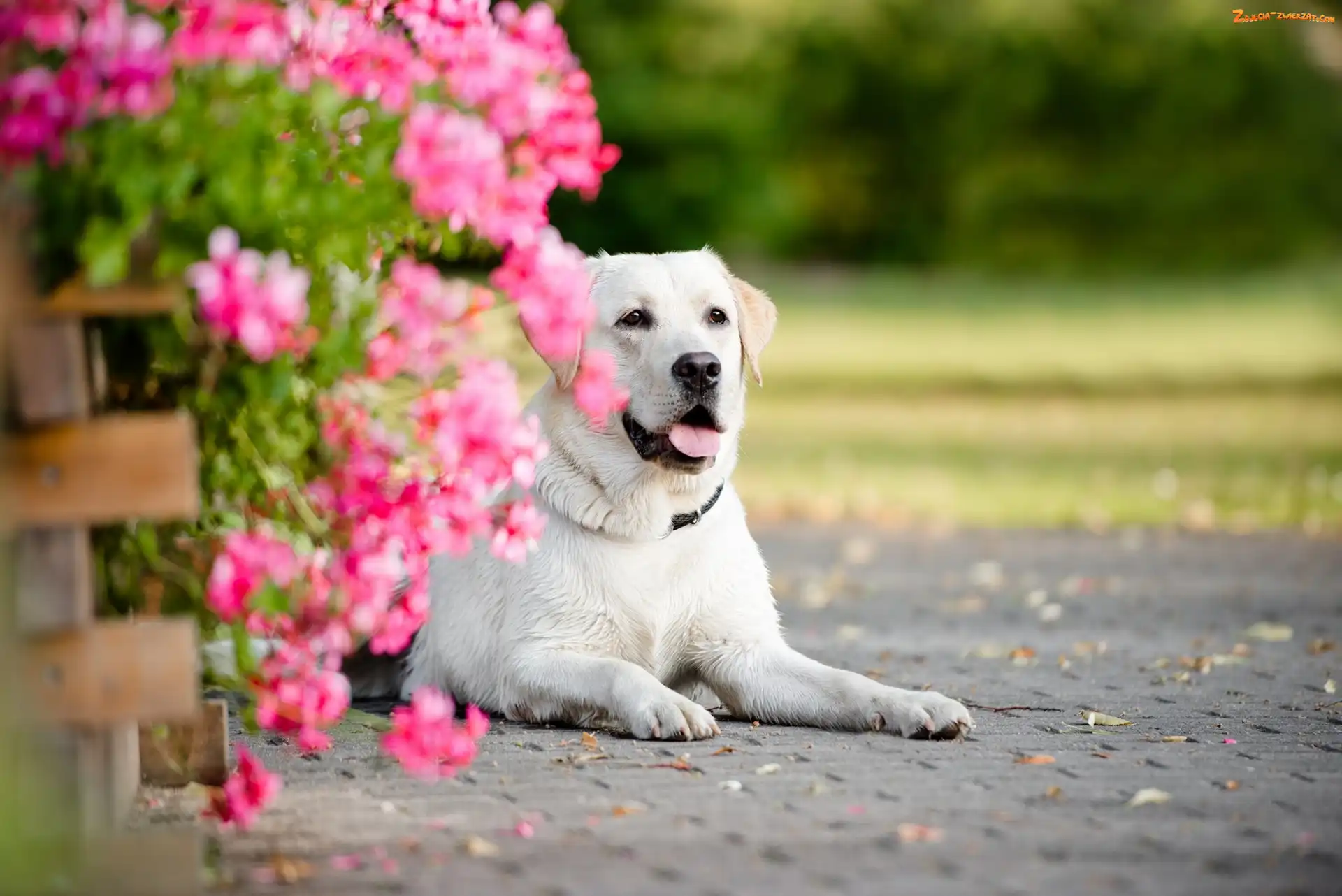Kwiaty, Pies, Labrador Retriever