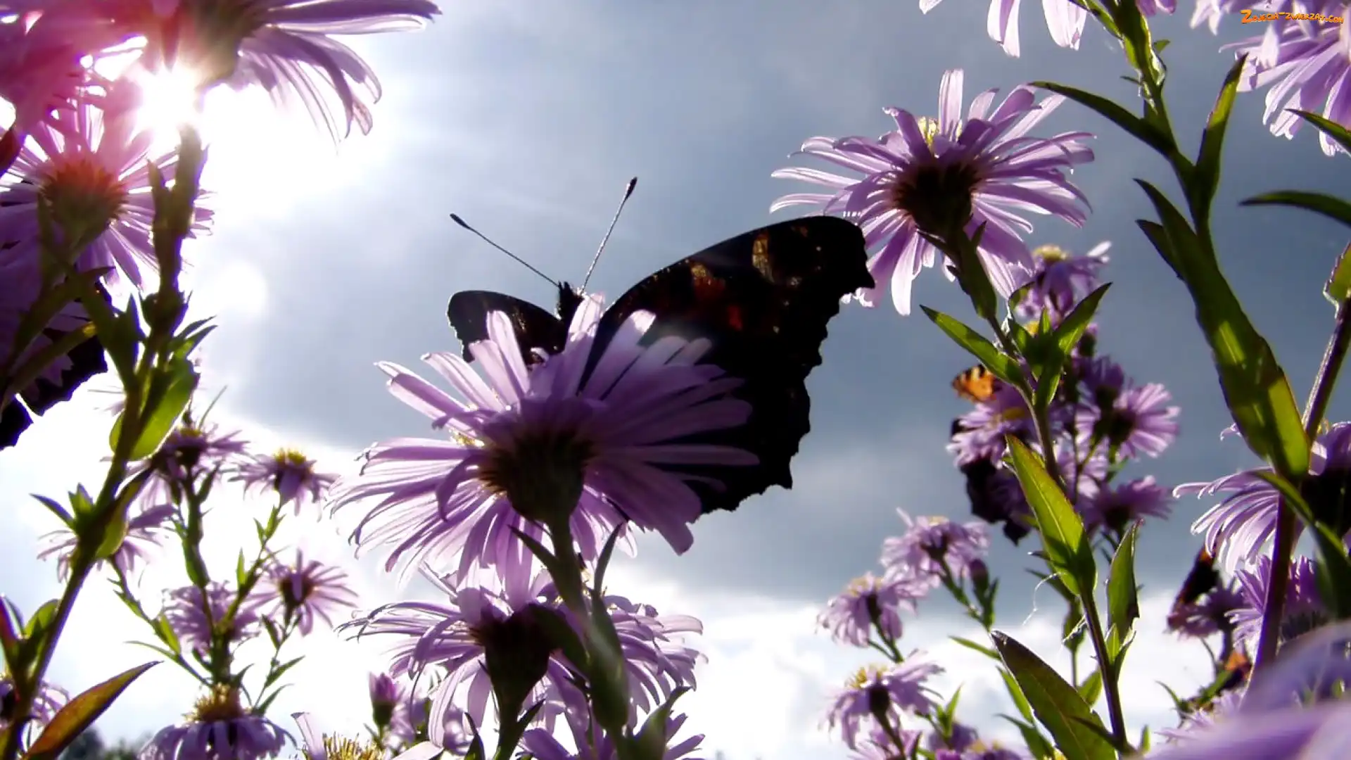 Kwiaty, Motyl