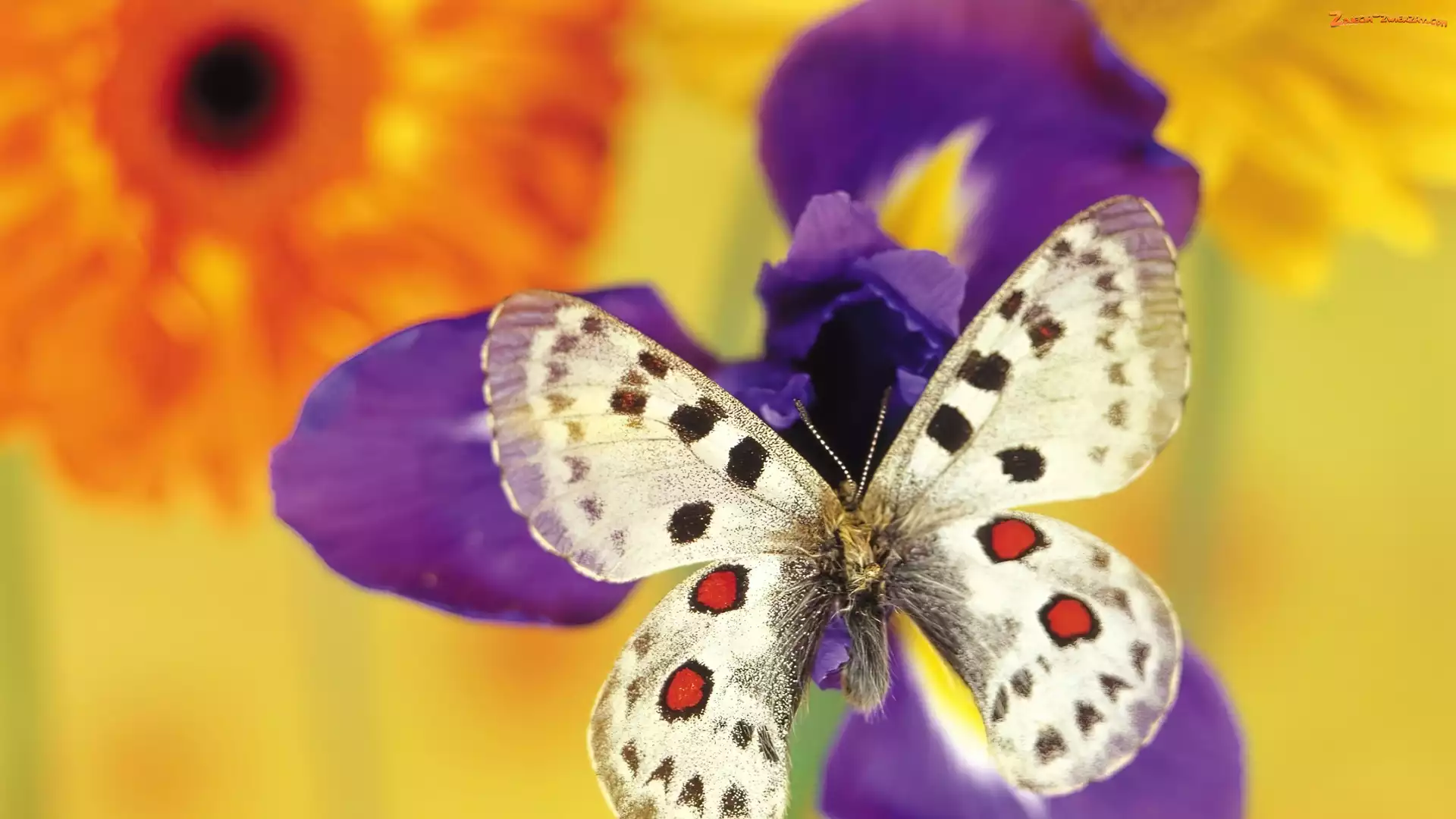 Motyl, Kwiaty