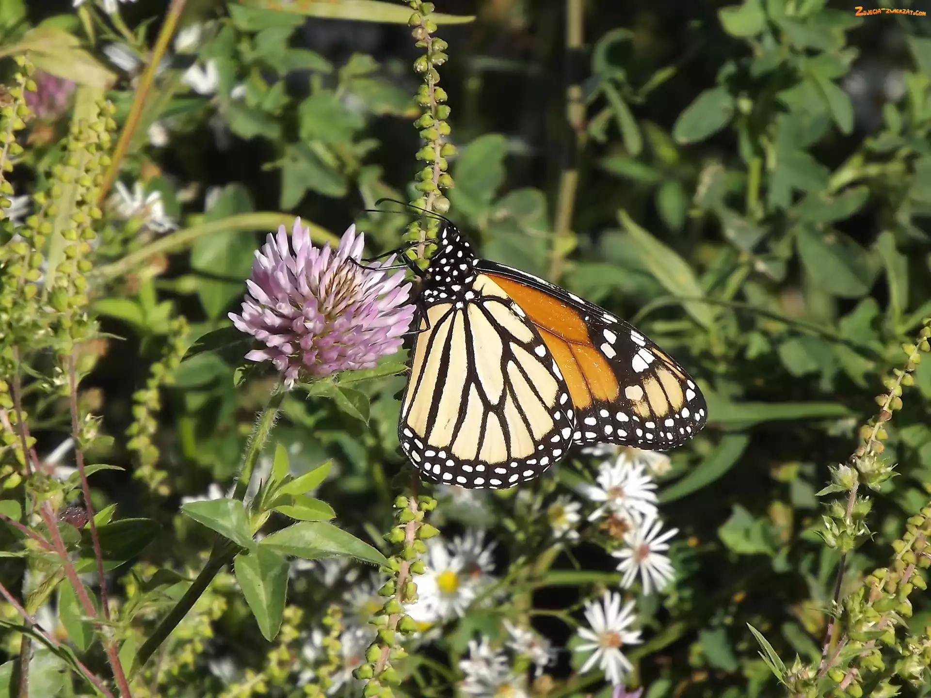 Monarch, Kwiat, Motyl