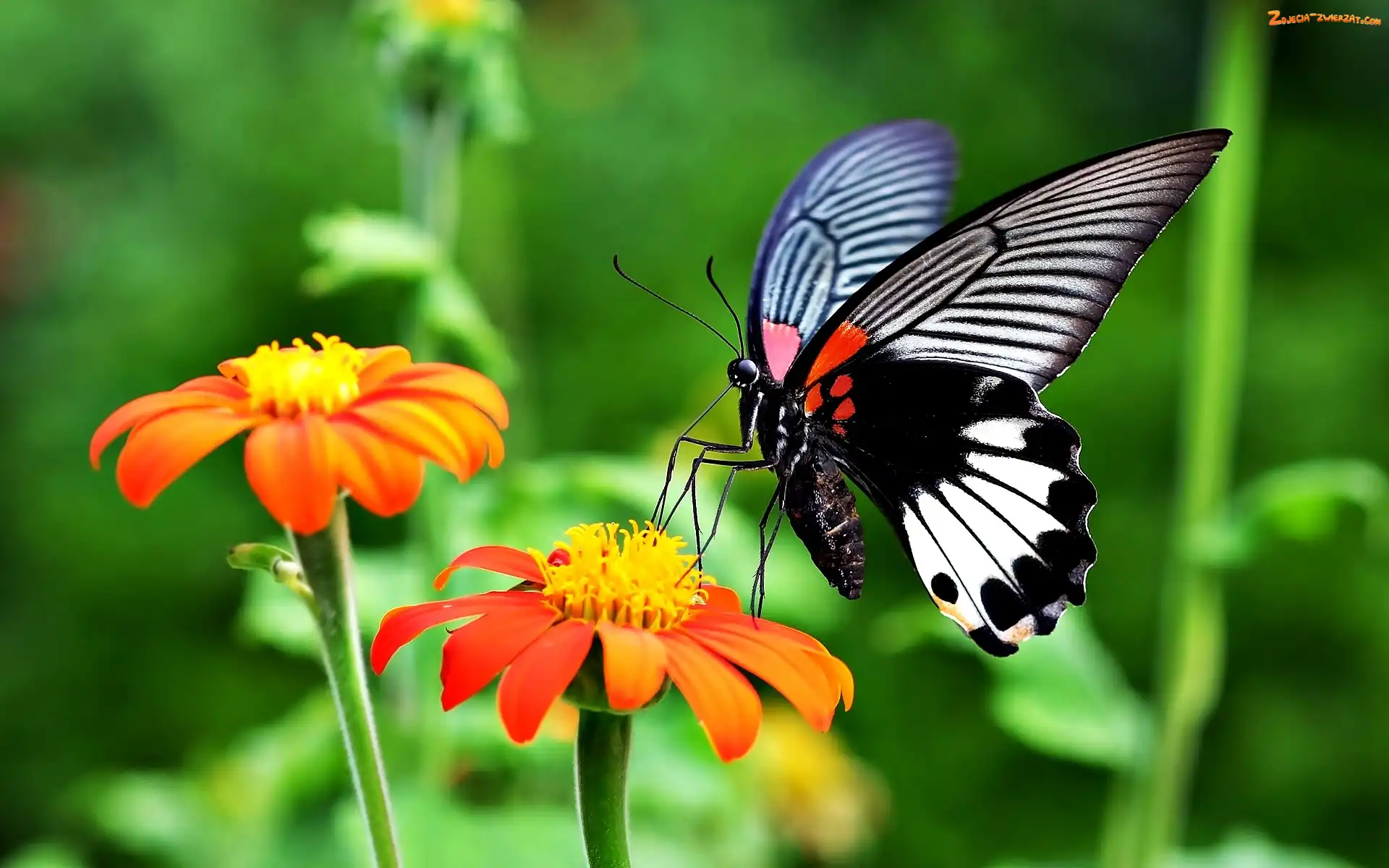 Motyl, Kwiaty, Cynie
