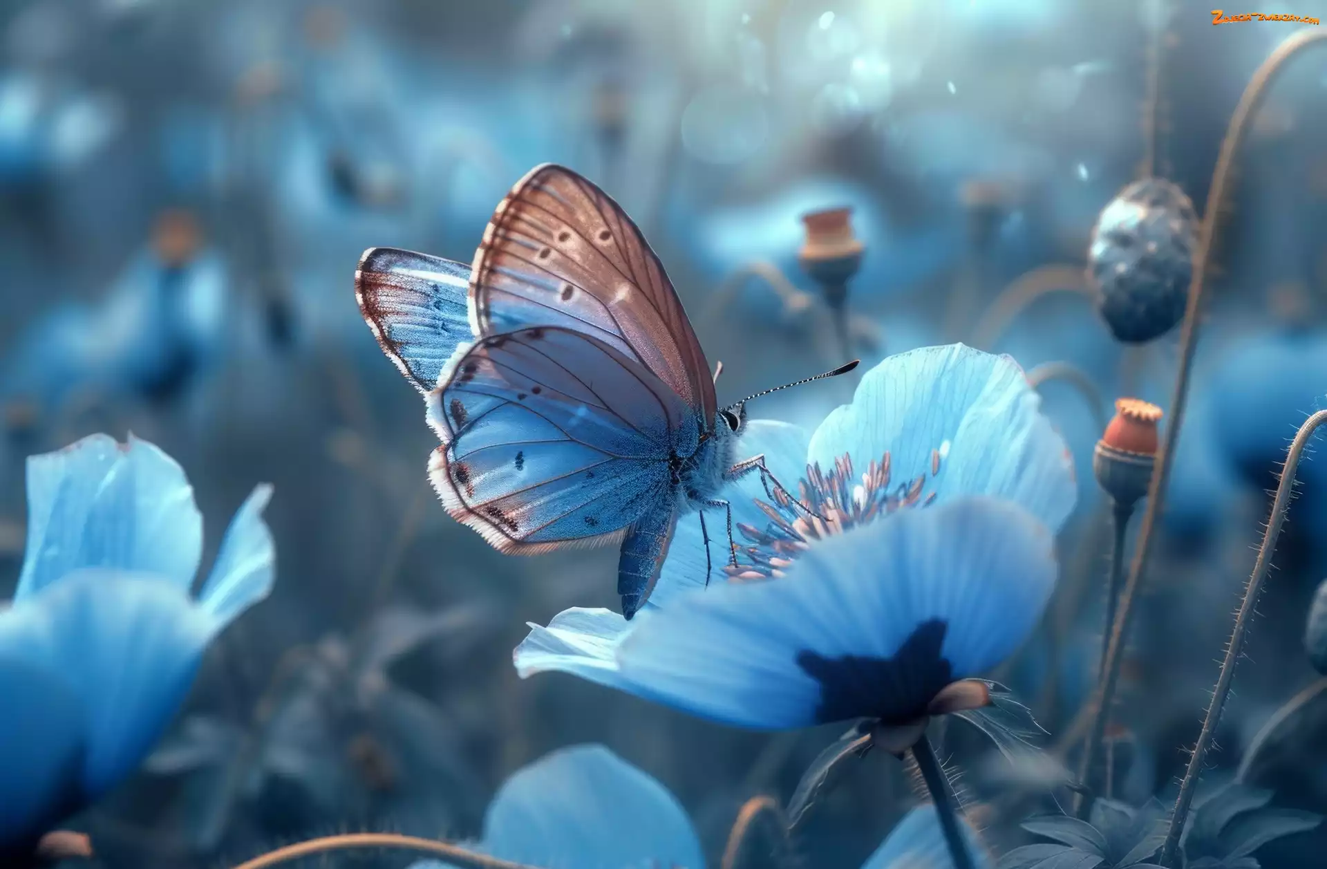 Motyl, Niebieskie, Grafika, Kwiaty