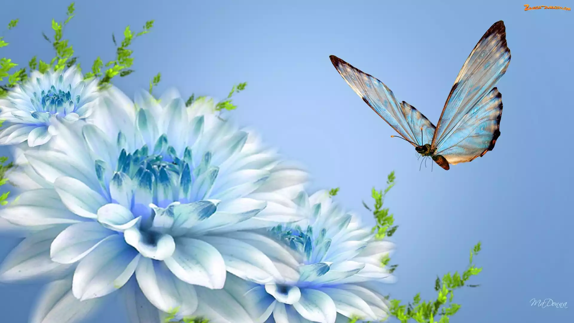 Motyl, Kwiaty, Niebieski