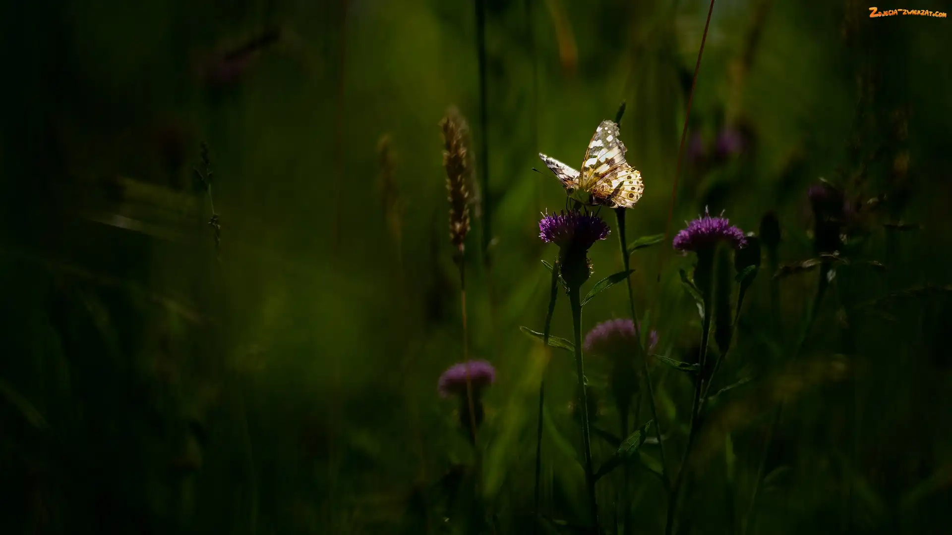 Motyl, Kwiaty, Ostrożeń