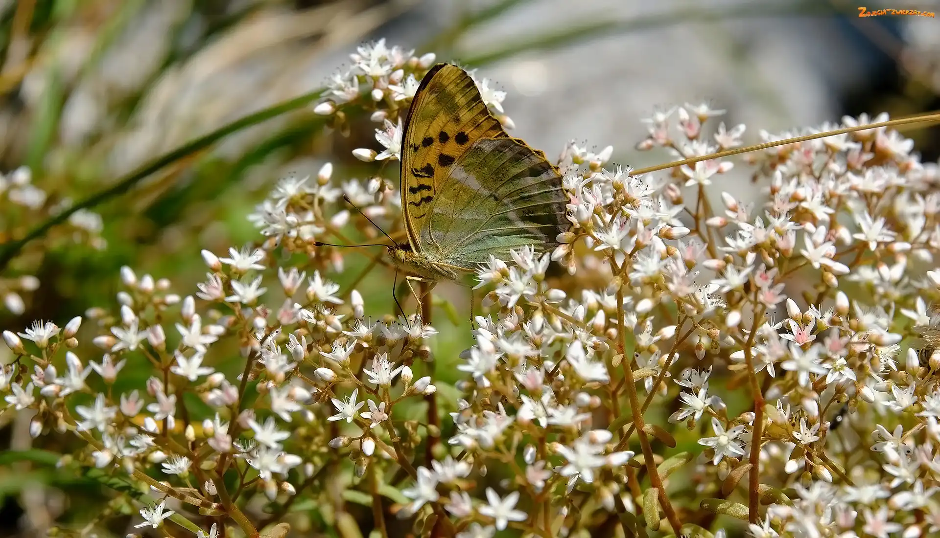 Kwiaty, Drobne, Roślina, Motyl, Białe