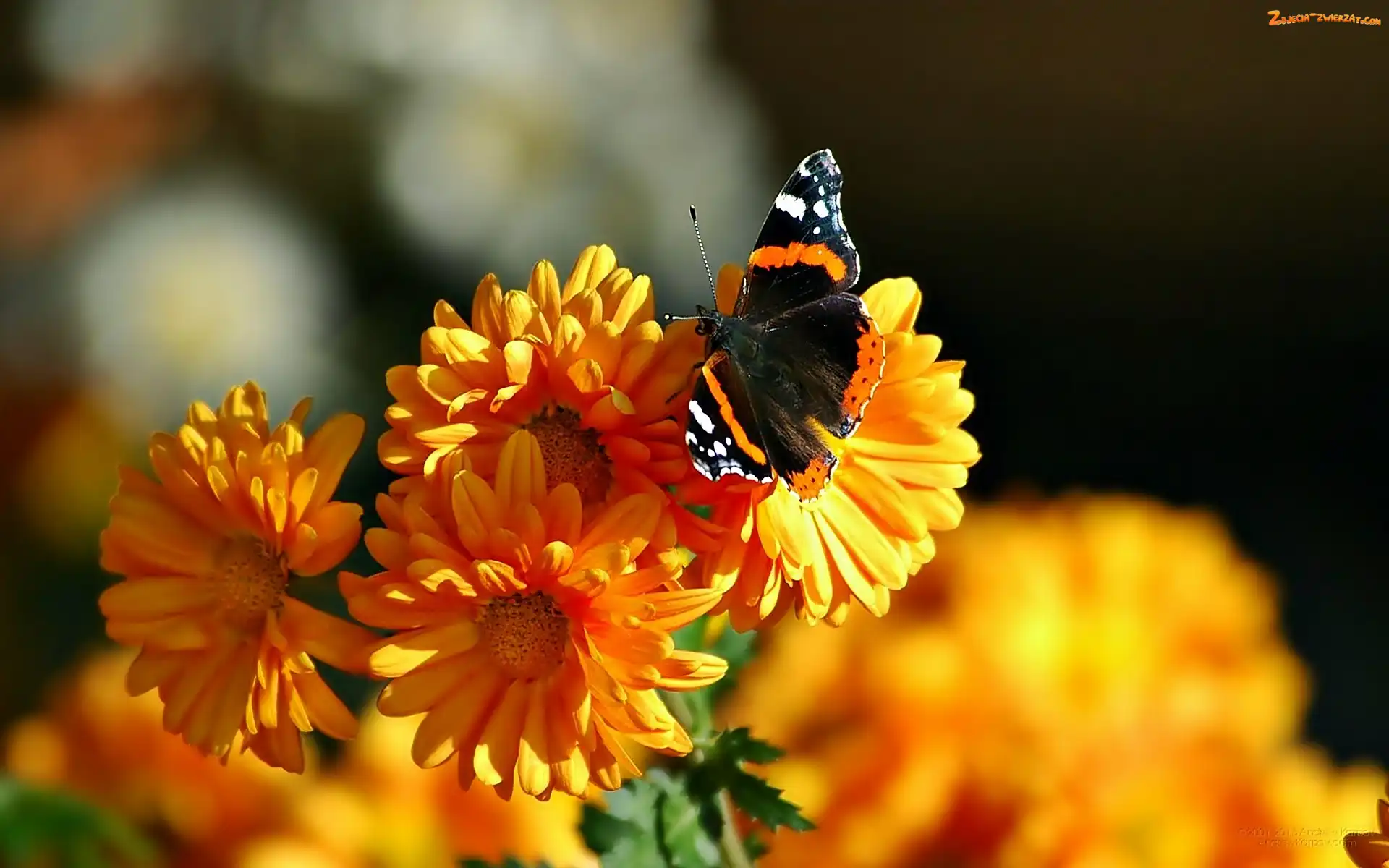 Rusałka admirał, Kwiaty, Motyl