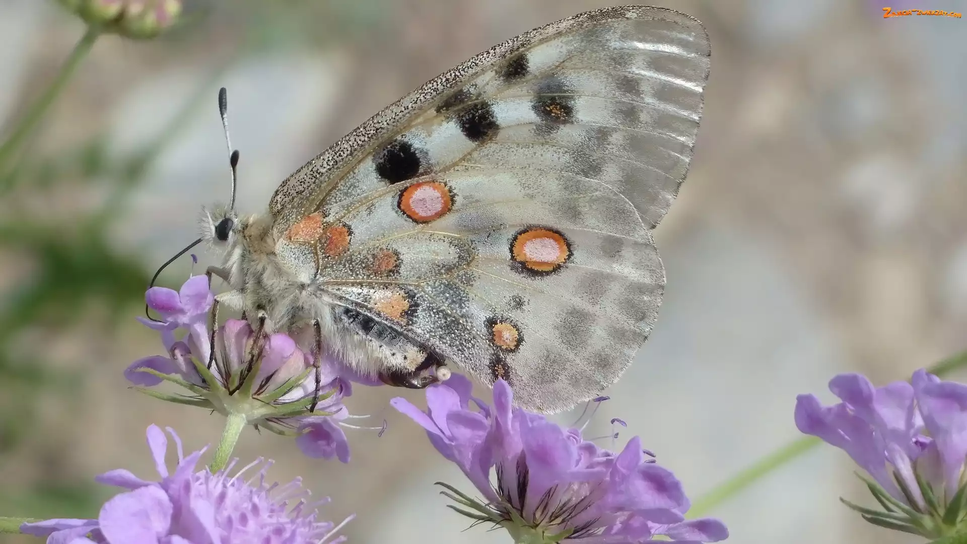 Kwiaty, Motyl, Niepylak apollo