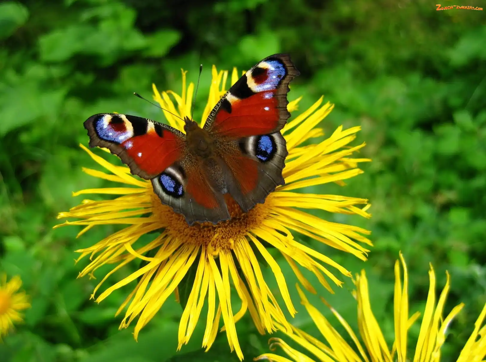 Kolorowy, Żółte, Pawik, Rusałka, Kwiaty, Motyl