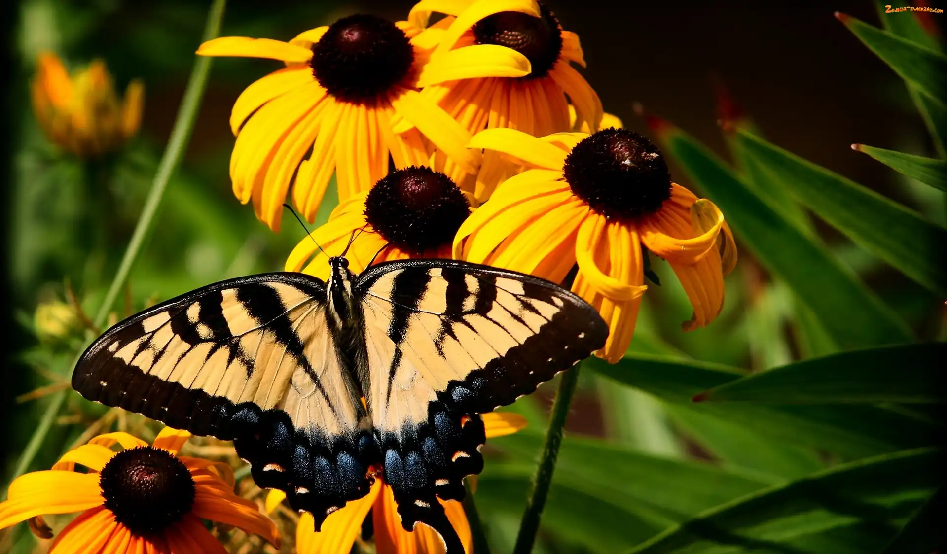 Paź królowej, Motyl, Kwiaty, Żółte, Rudbekia