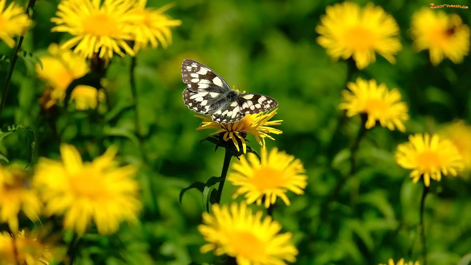 Kwiaty, Polowiec szachownica, Żółte, Motyl