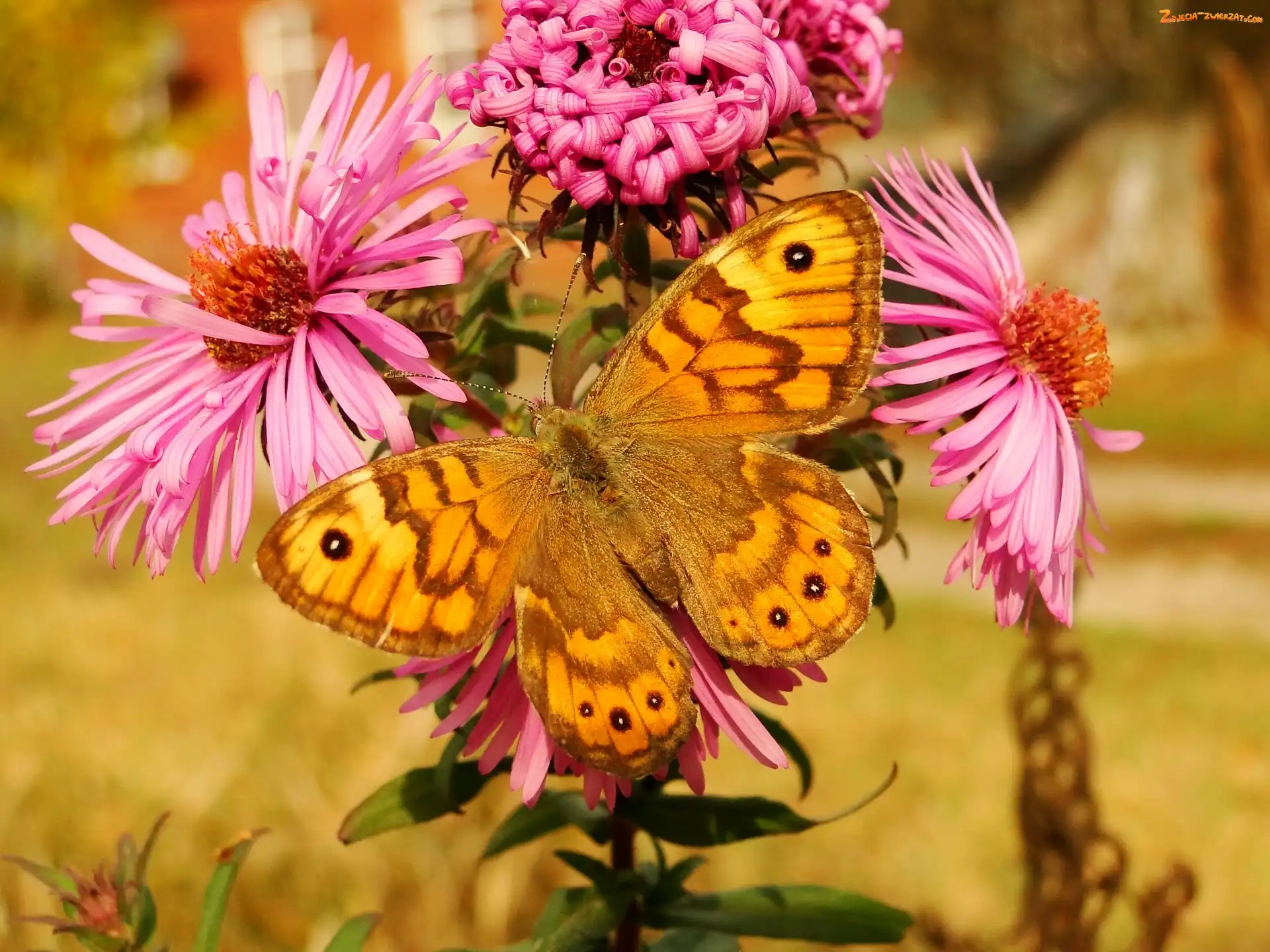 Kwiaty, Motyl, Osadnik megera