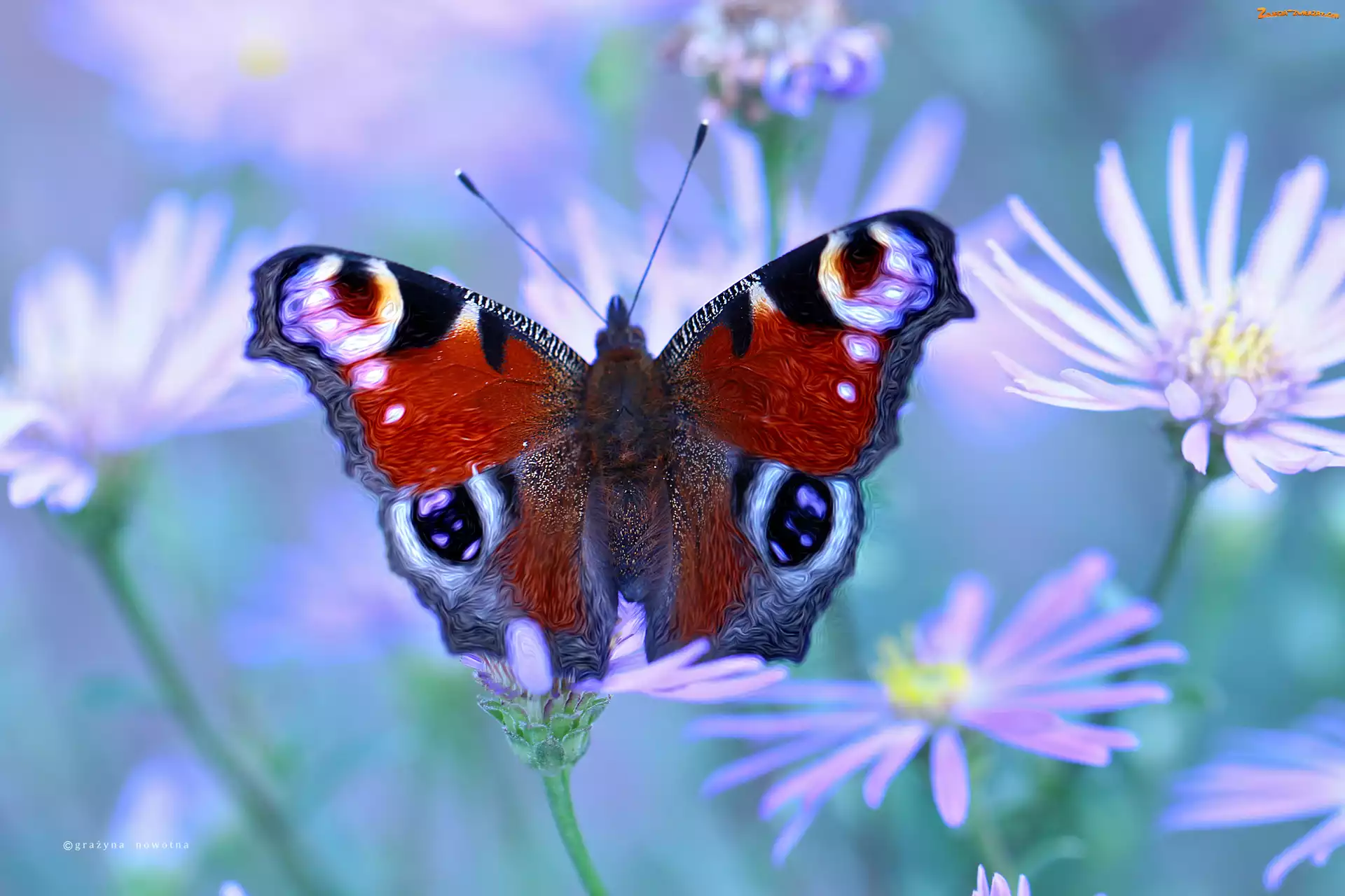 Kwiaty, Rusałka Pawik, Motyl