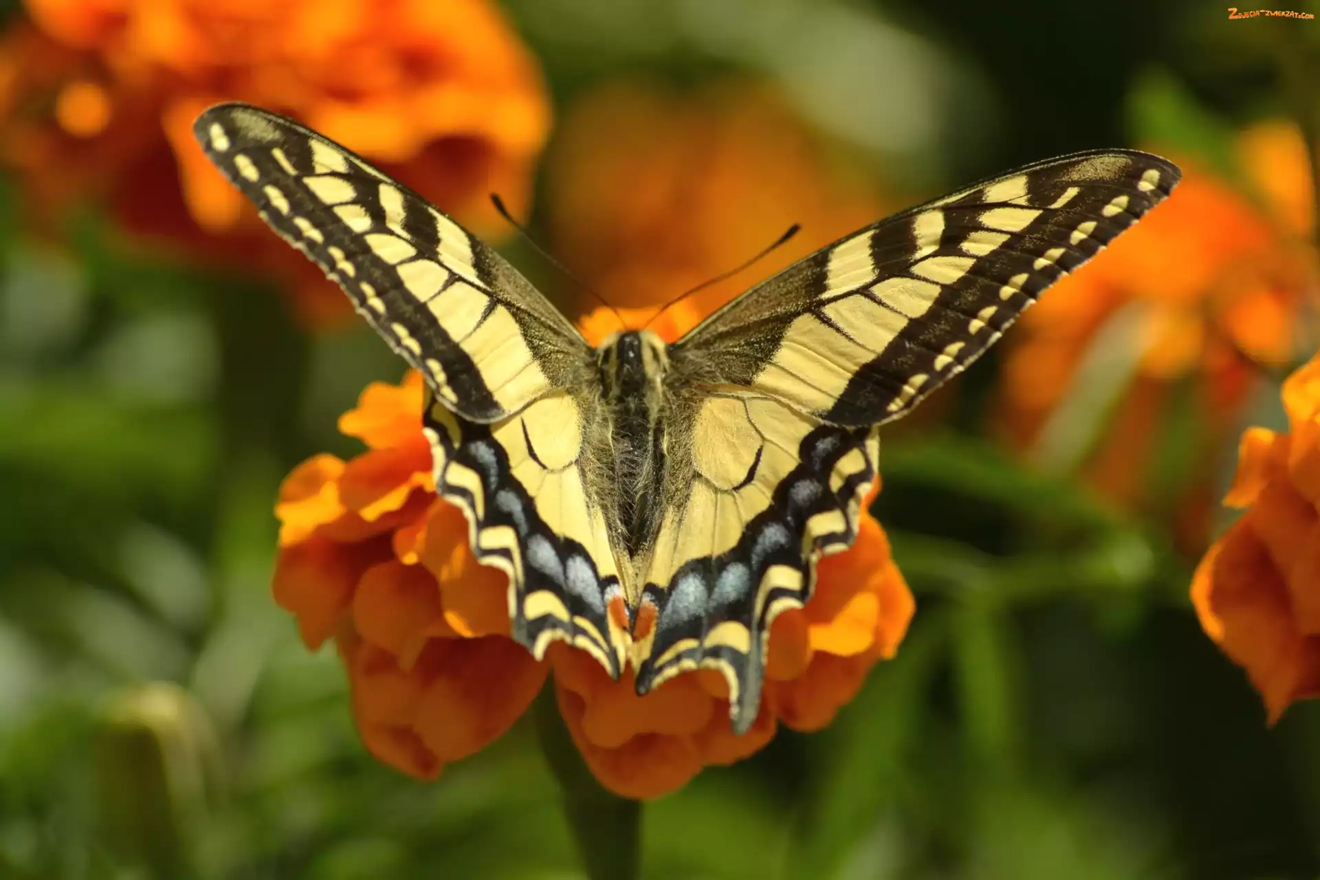 Kwiaty, Motyl, Królowej, Paź, owad