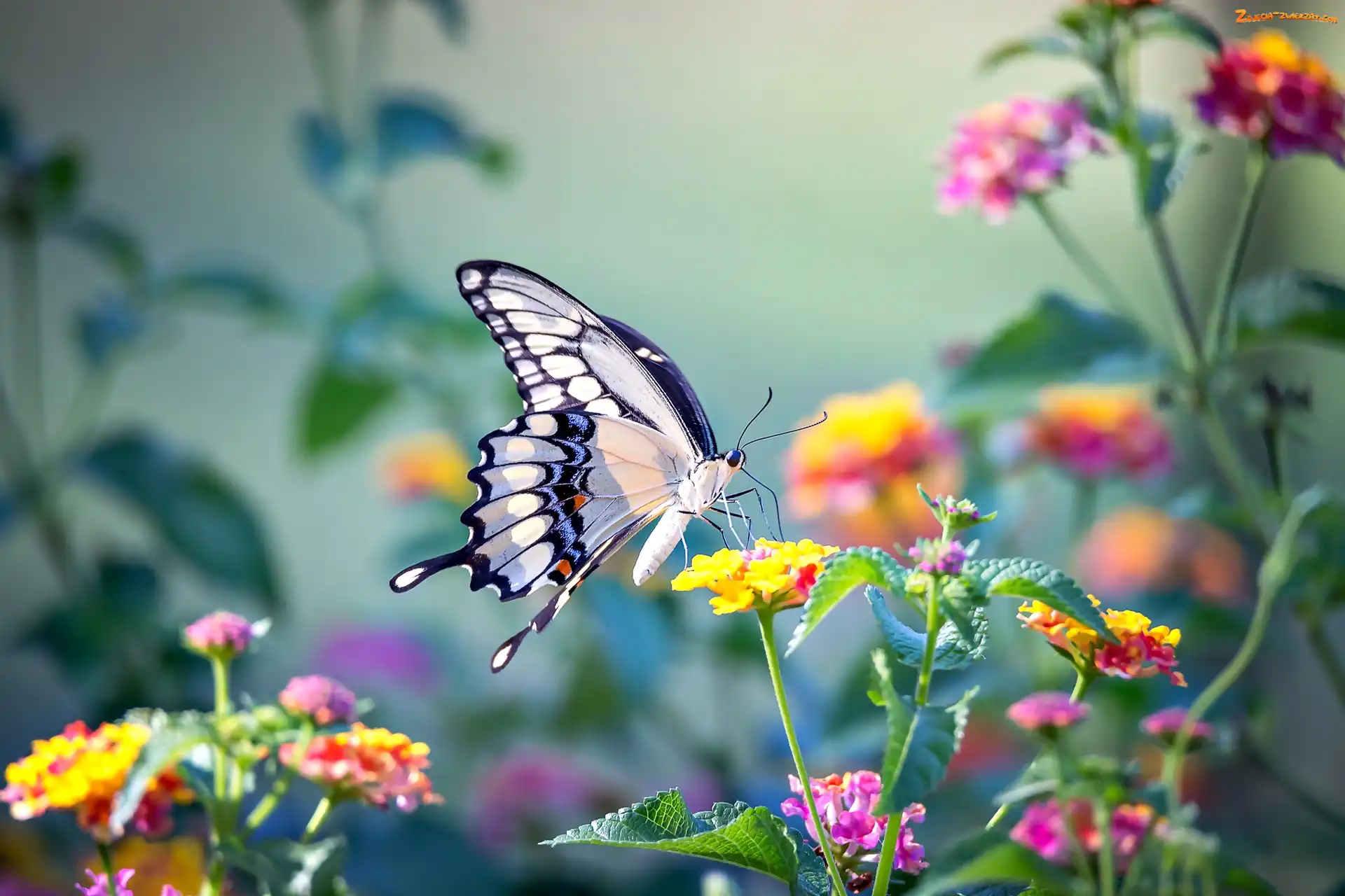 Kwiaty, Motyl, Paź królowej