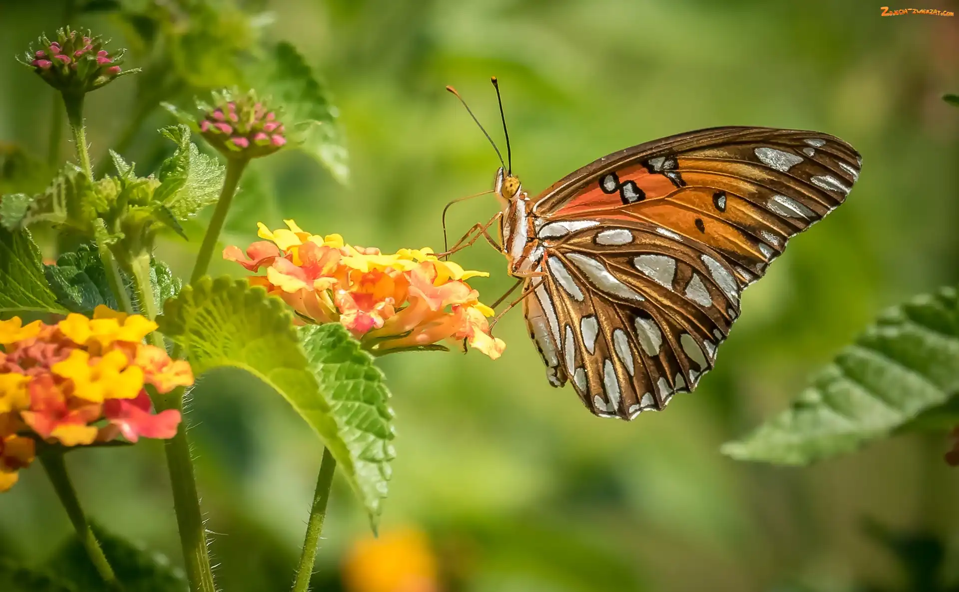 Kwiaty, Motyl, Perłowiec malinowiec