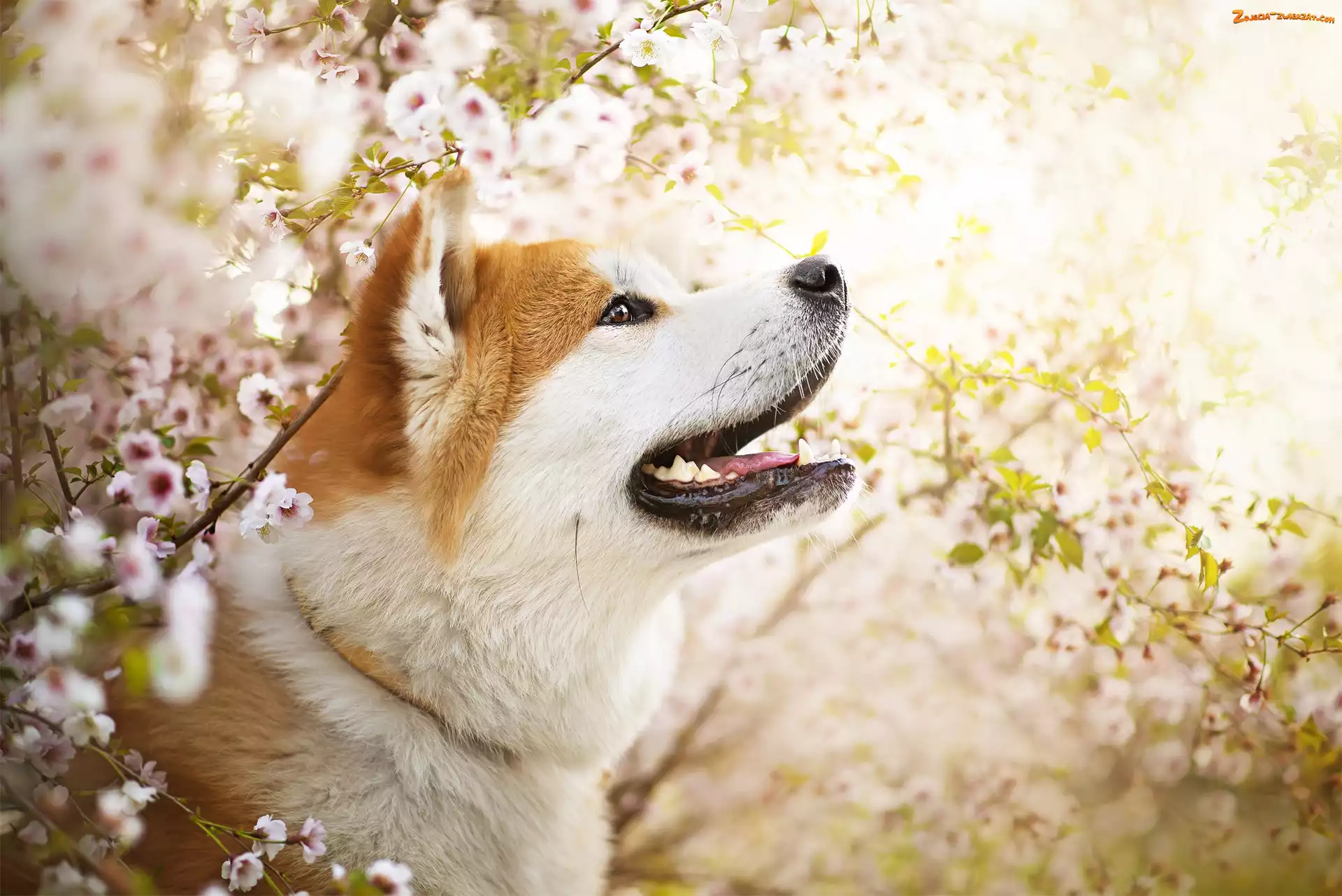 Kwiaty, Gałązki, Akita inu, Pies, Mordka