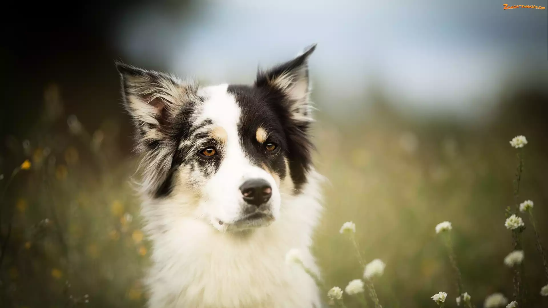 Kwiaty, Łąka, Border collie, Pies, Mordka