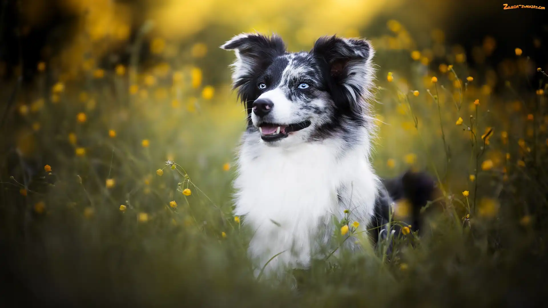 Kwiaty, Żółte, Border collie, Pies, Łąka