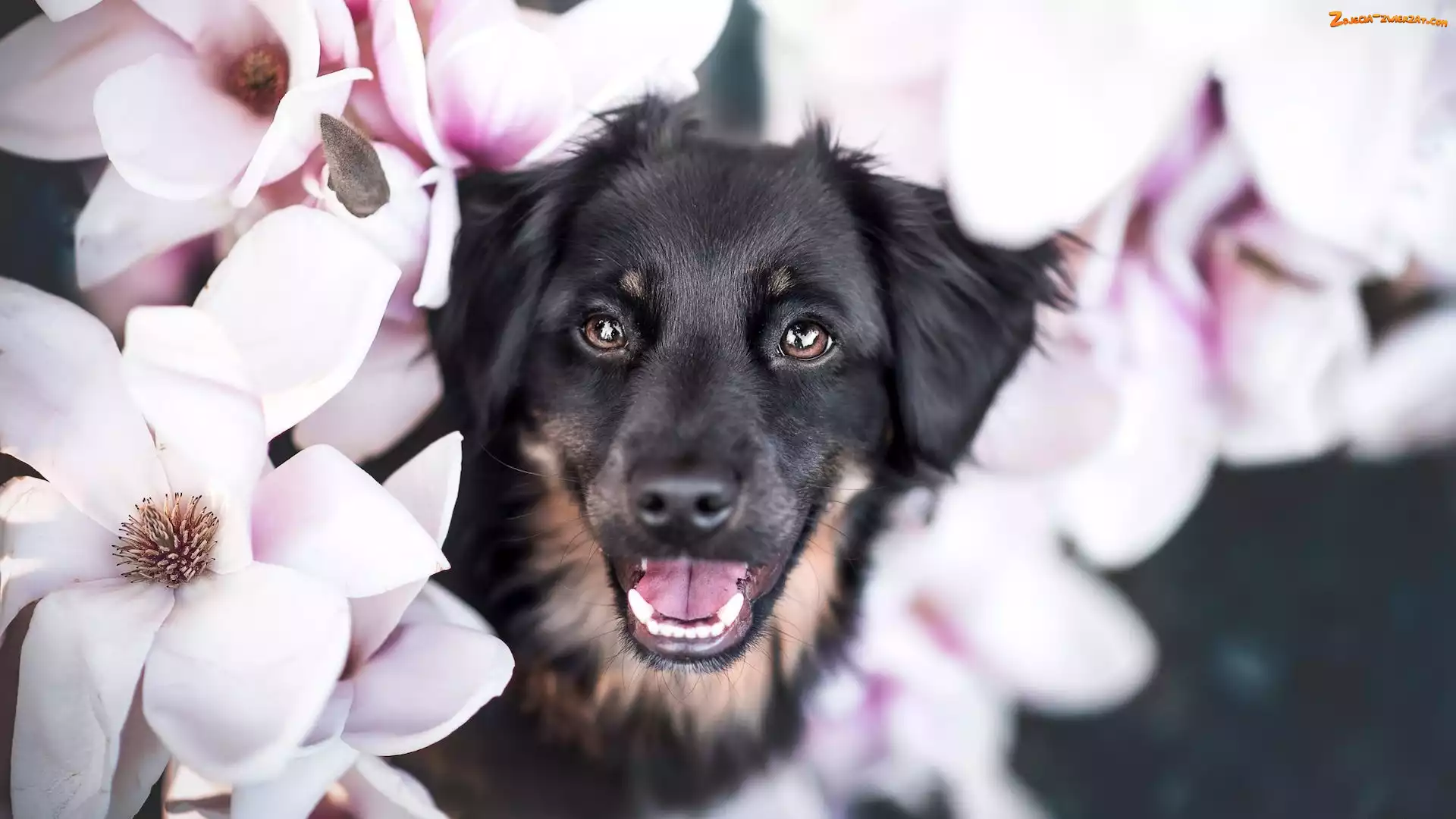 Pies, Czarny, Magnolie, Kwiaty