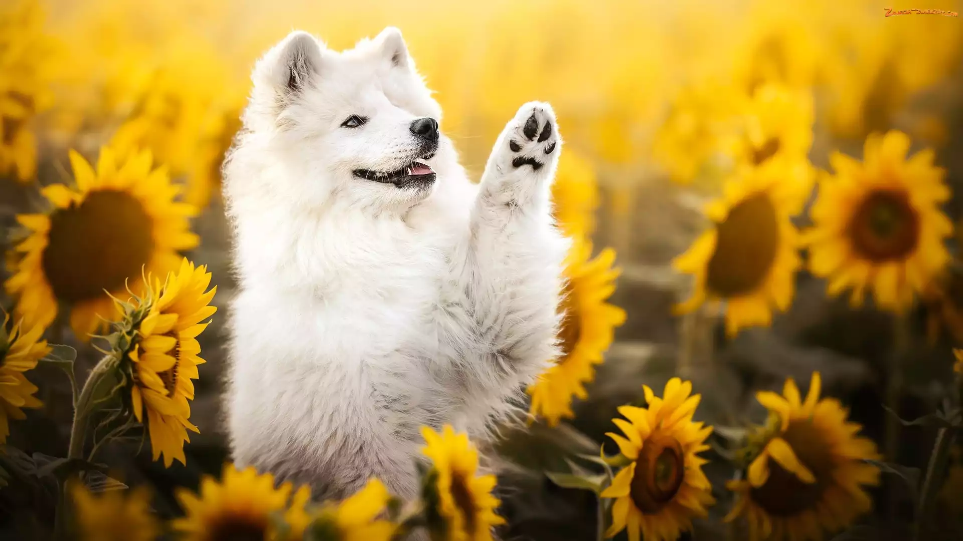 Pies, Samojed, Słoneczniki, Kwiaty