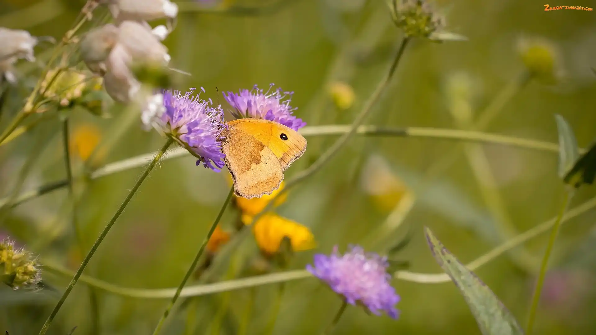 Fioletowe, Kwiaty, Przestrojnik jurtina, Motyl