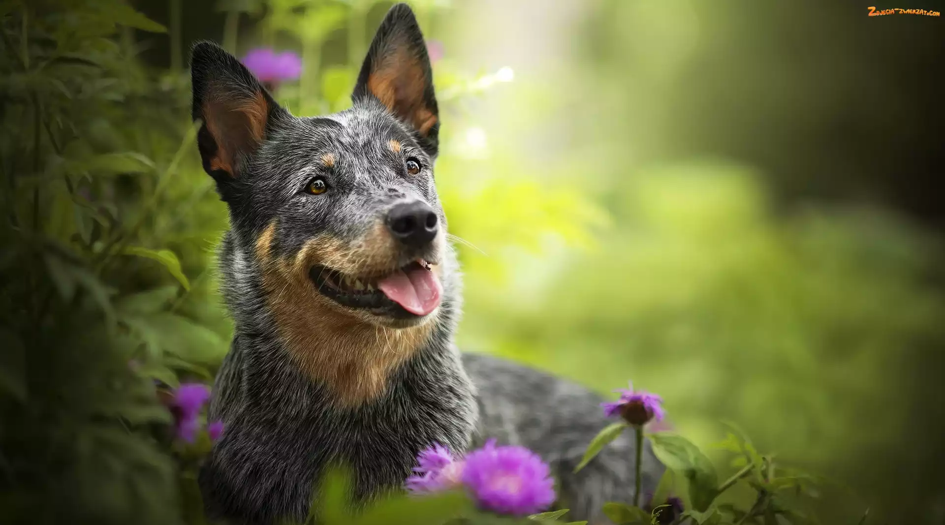 Rośliny, Kwiaty, Australian cattle dog, Pies, Mordka