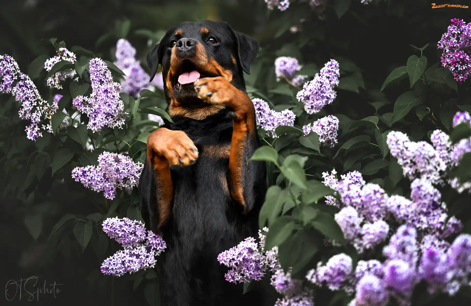 Rottweiler, Pies, Bez, Kwiaty