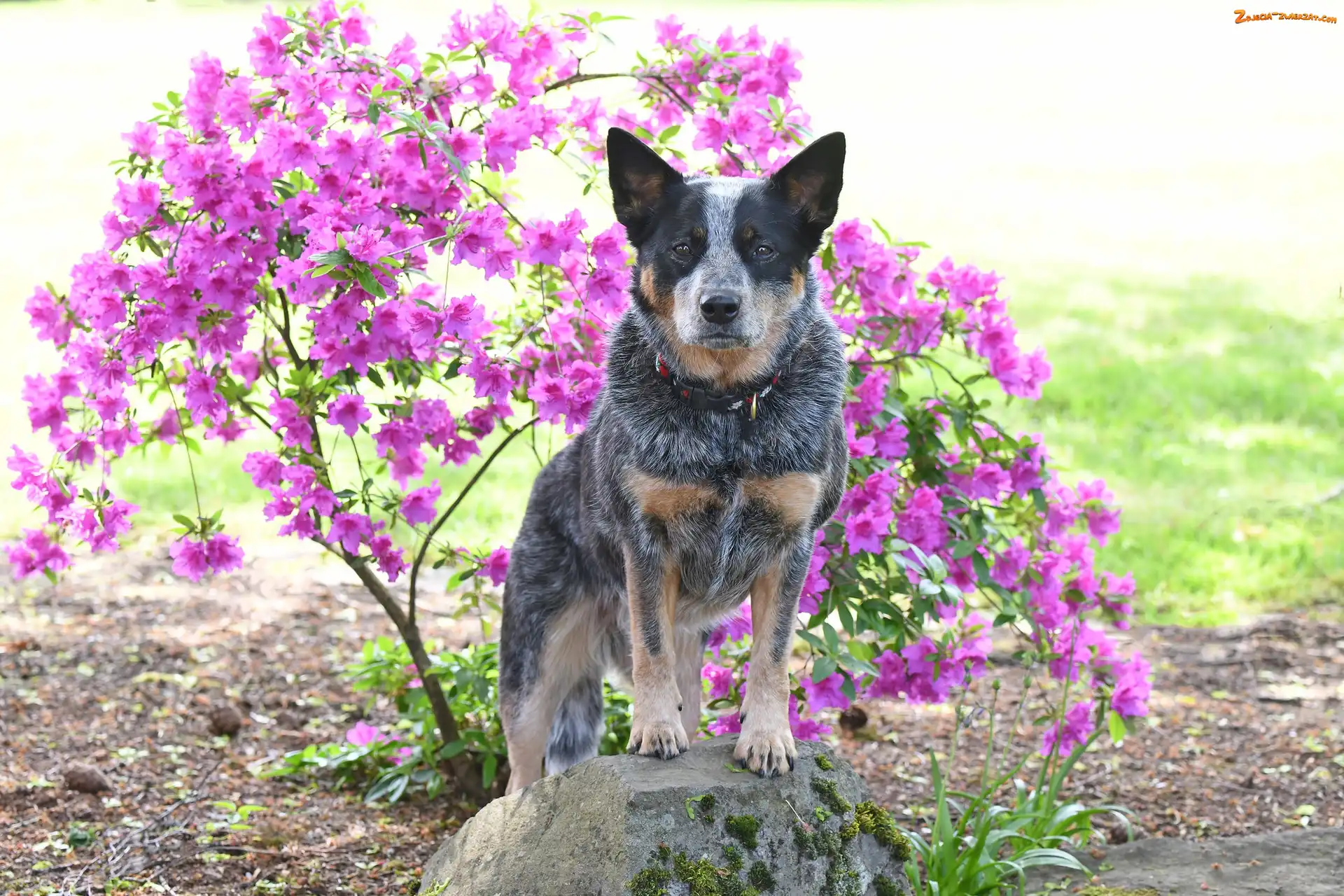 Różanecznik, Kwiaty, Australian cattle dog, Pies, Obroża