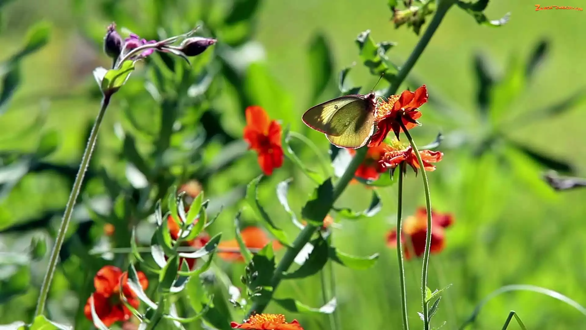 Rozmycie, Kwiaty, Motyl