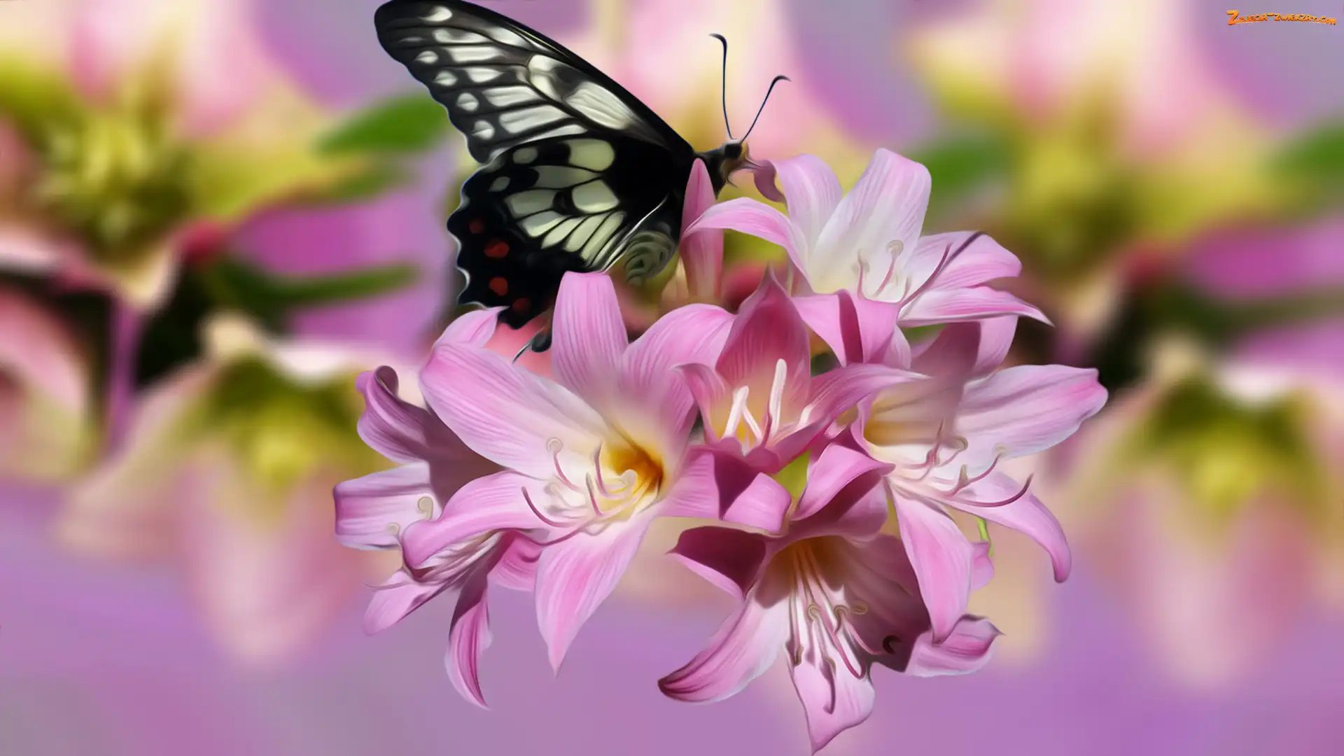 Kwiaty, Grafika, Różowe, Motyl