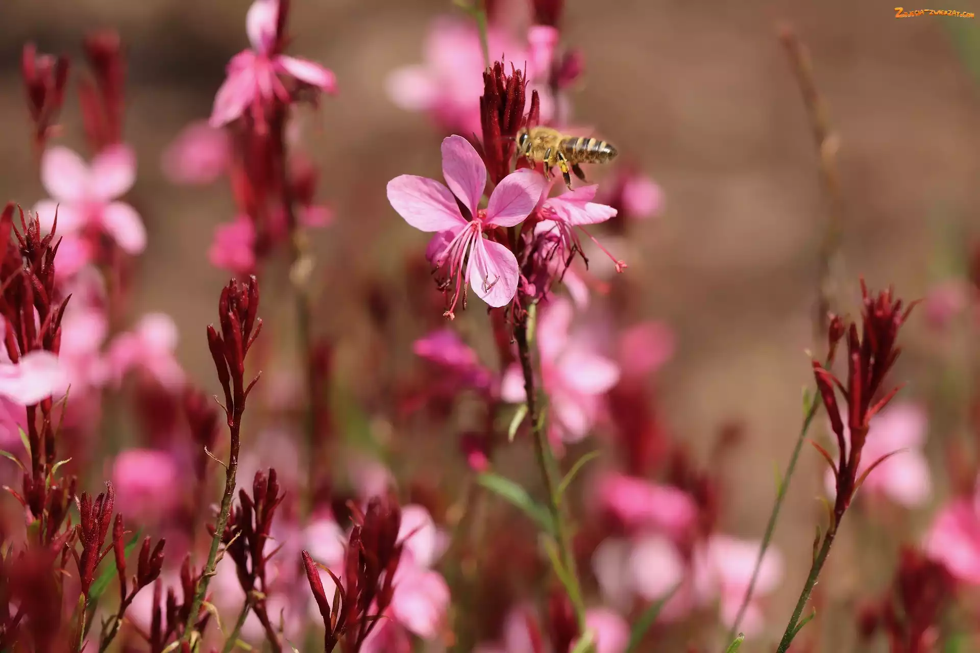 Kwiaty, Pszczoła, Różowe, Gaura