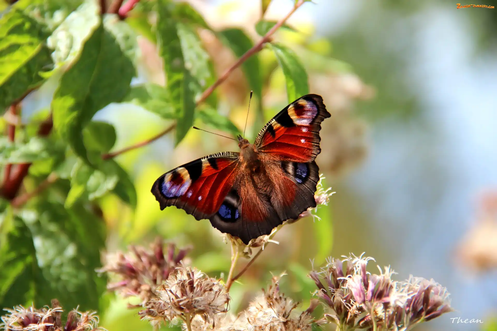 Kwiaty, Motyl, Rusałka Pawik