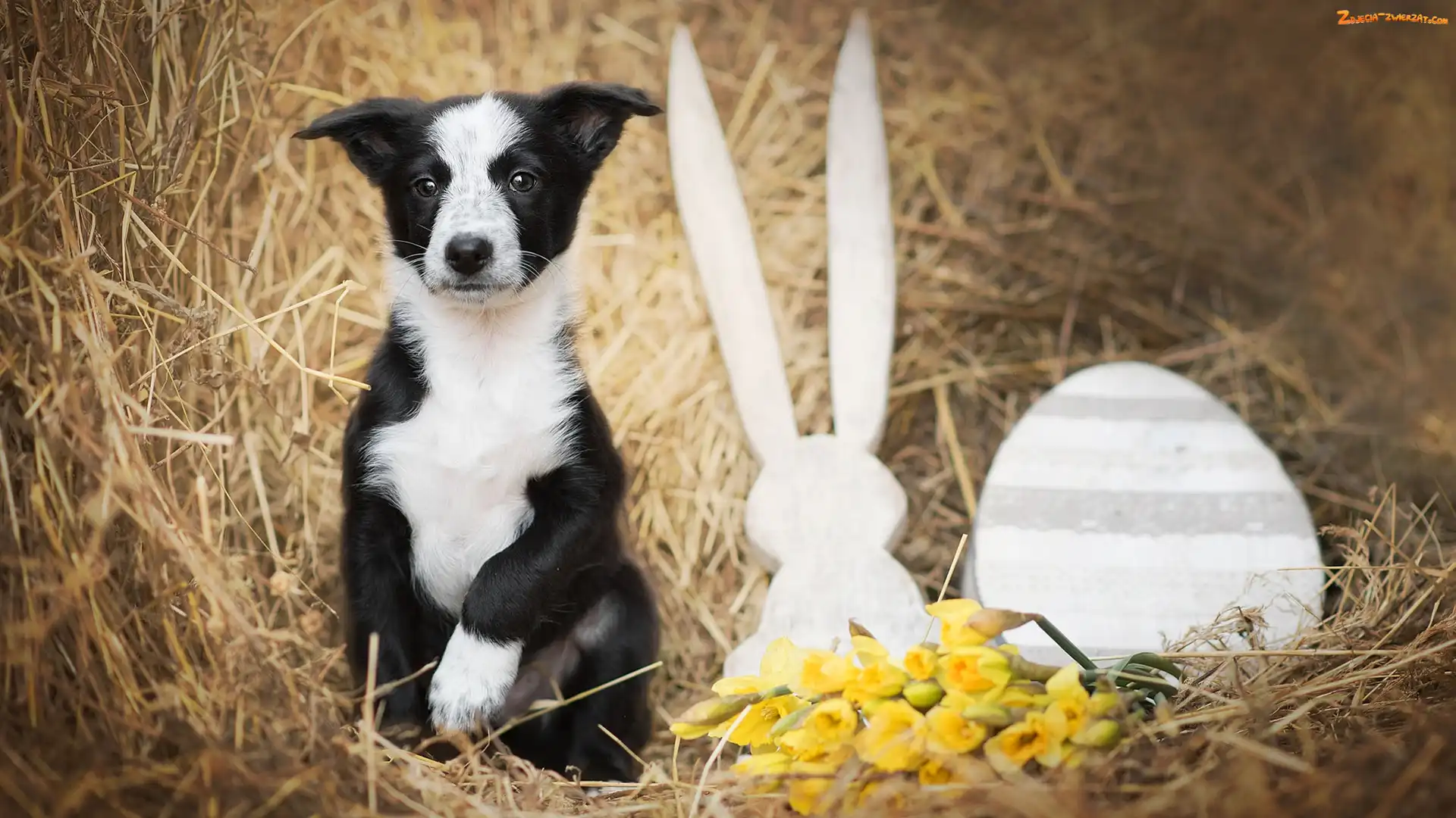 Kwiaty, Siano, Border collie, Szczeniak, Dekoracja