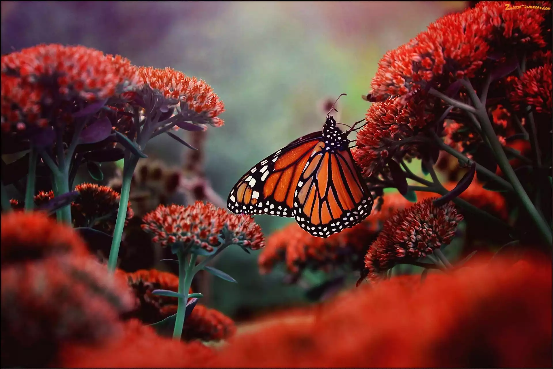 Kwiaty, Monarch, KwitnÄ…ce, Motyl