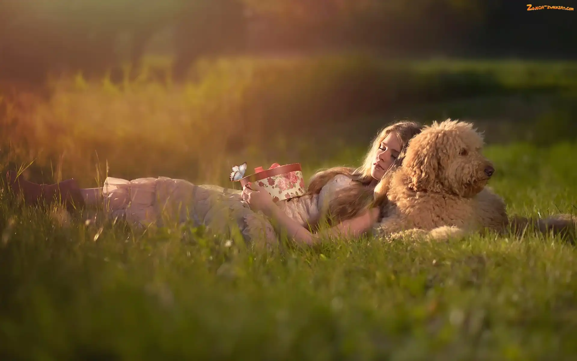 Trawa, Labradoodle, Kobieta, Trawa, Prezent, Pies, Łąka
