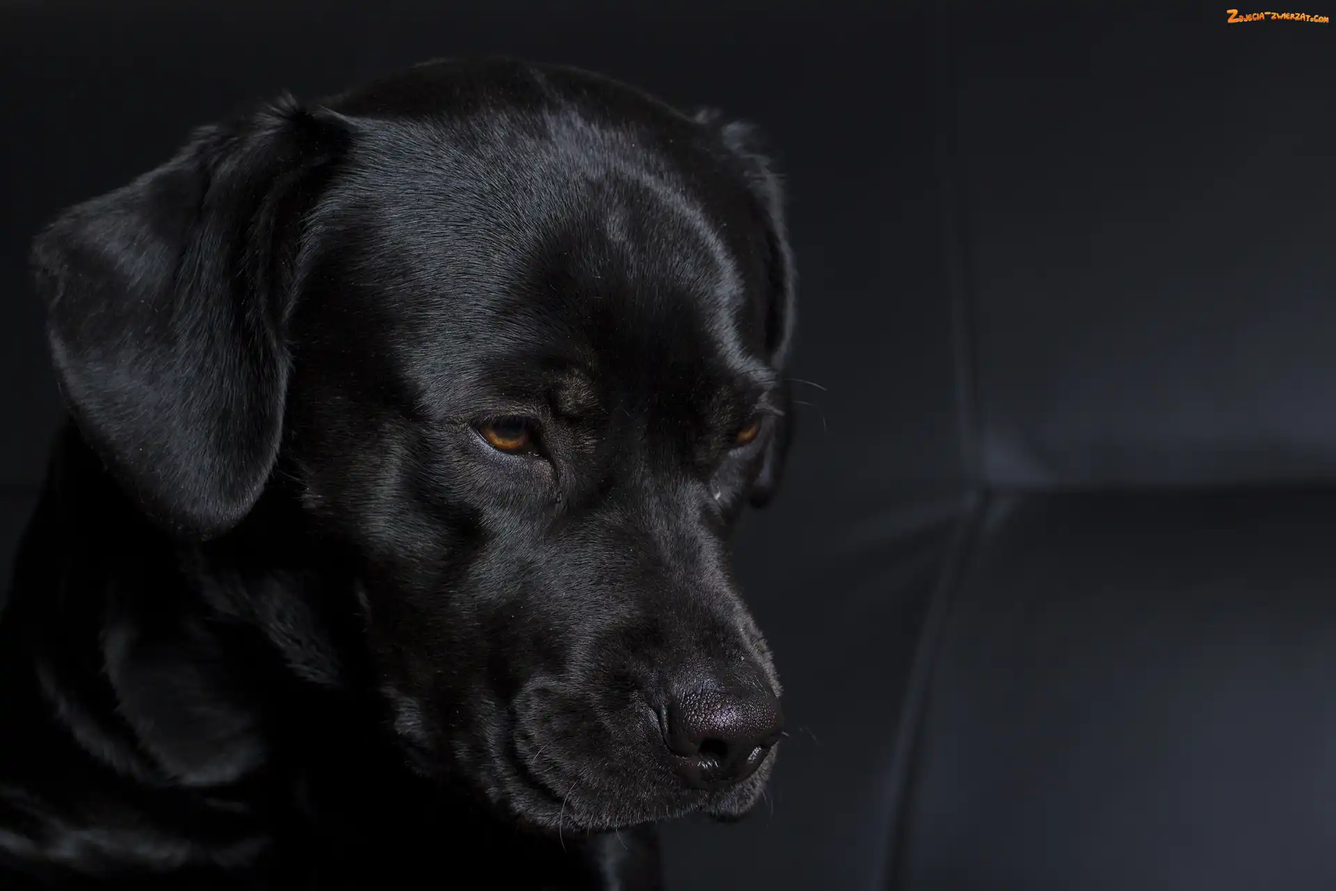 Labrador Retriever, Czarny, Piesek
