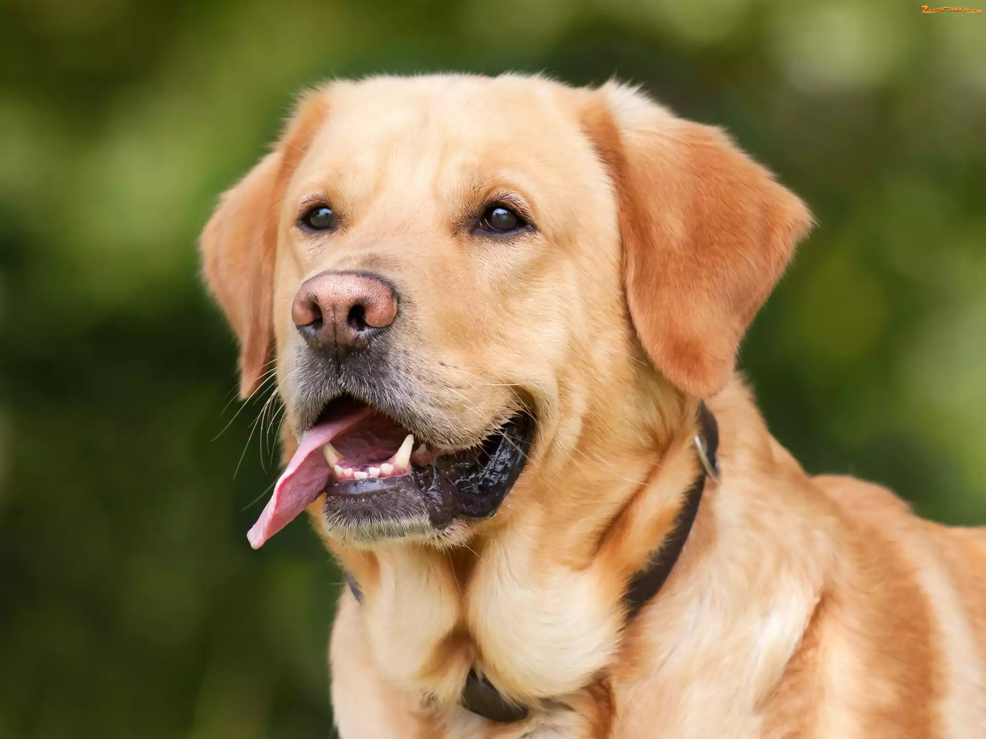 Labrador, Jęzor, Pies, Retriever